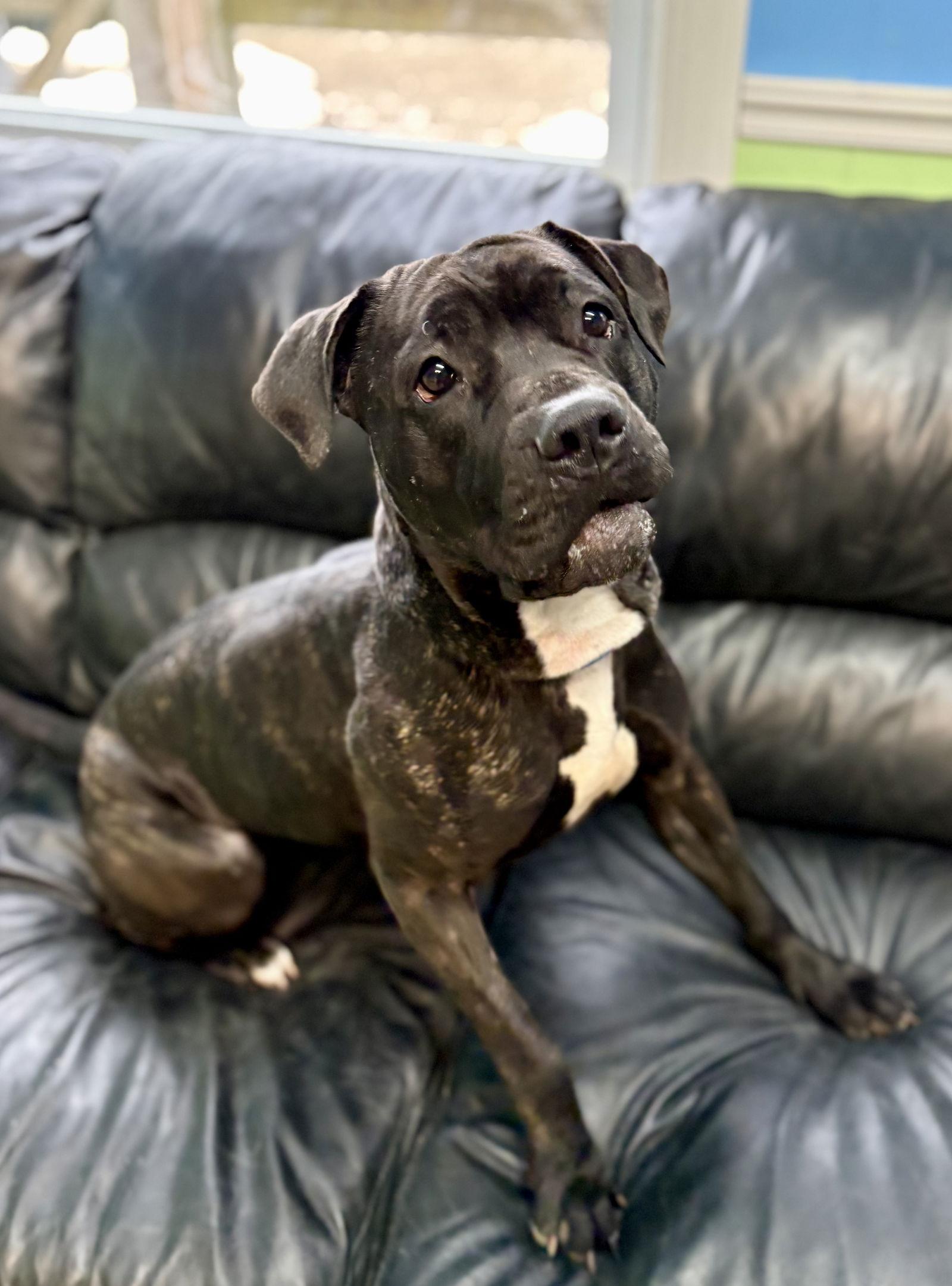 Penny, a Adoptable Cane Corso in Spring Lake, NJ image 1/3