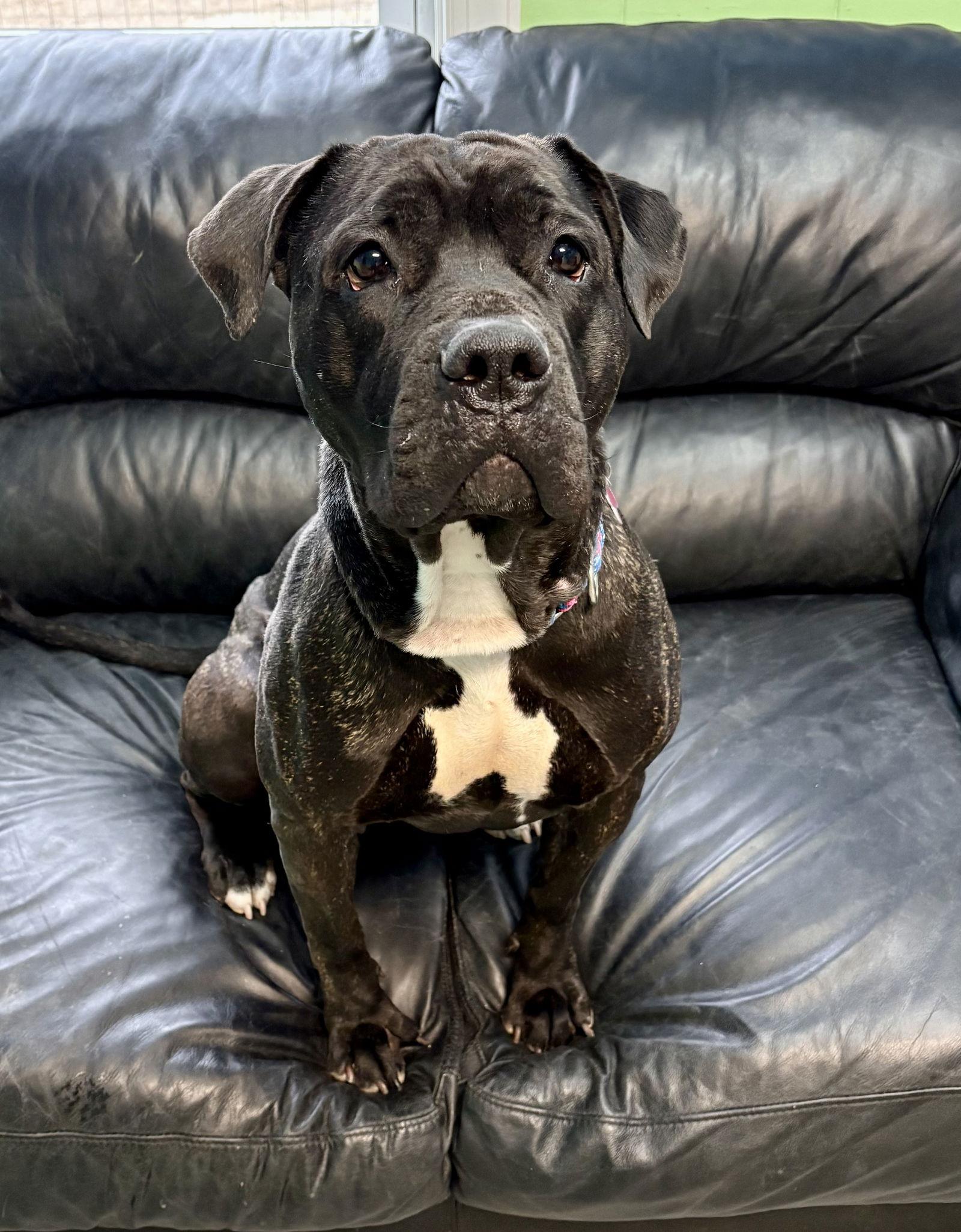 Penny, a Adoptable Cane Corso in Spring Lake, NJ image 2/3