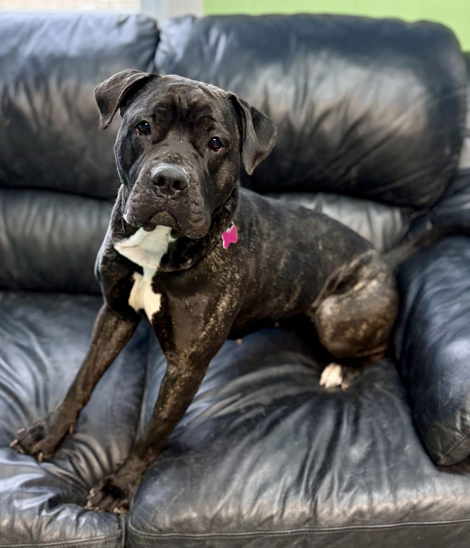 Penny, a Adoptable Cane Corso in Spring Lake, NJ image 3/3