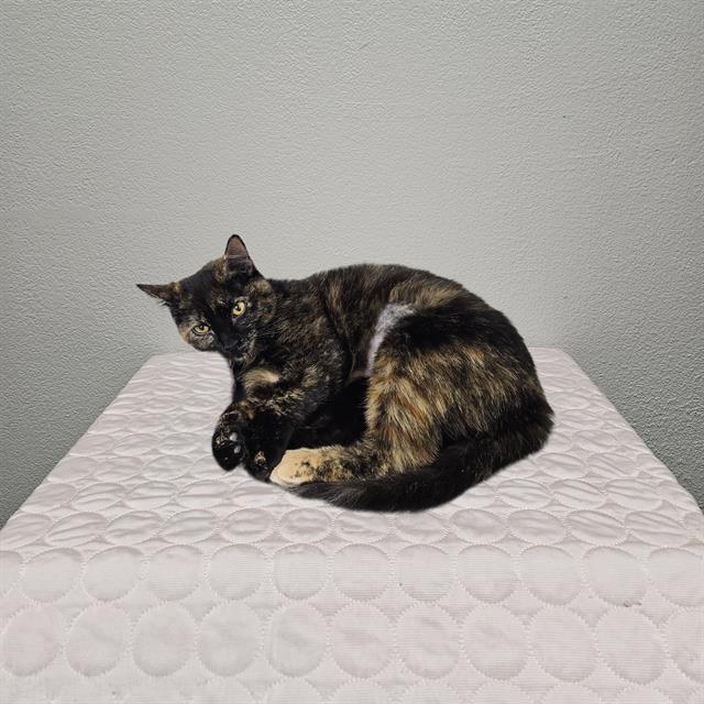 REESEE, Adoptable, Young Female Domestic Short Hair.