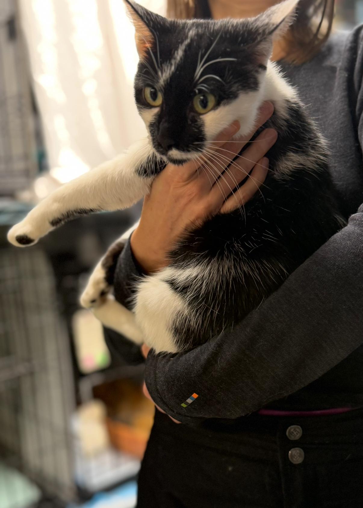 Talia N.  Sweet thumbnail 2