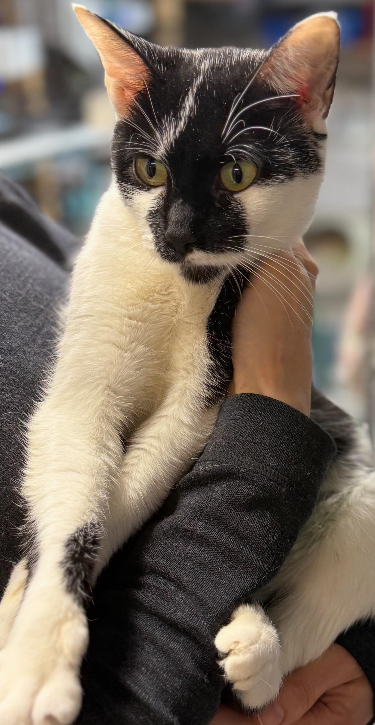 Talia N.  Sweet thumbnail 3