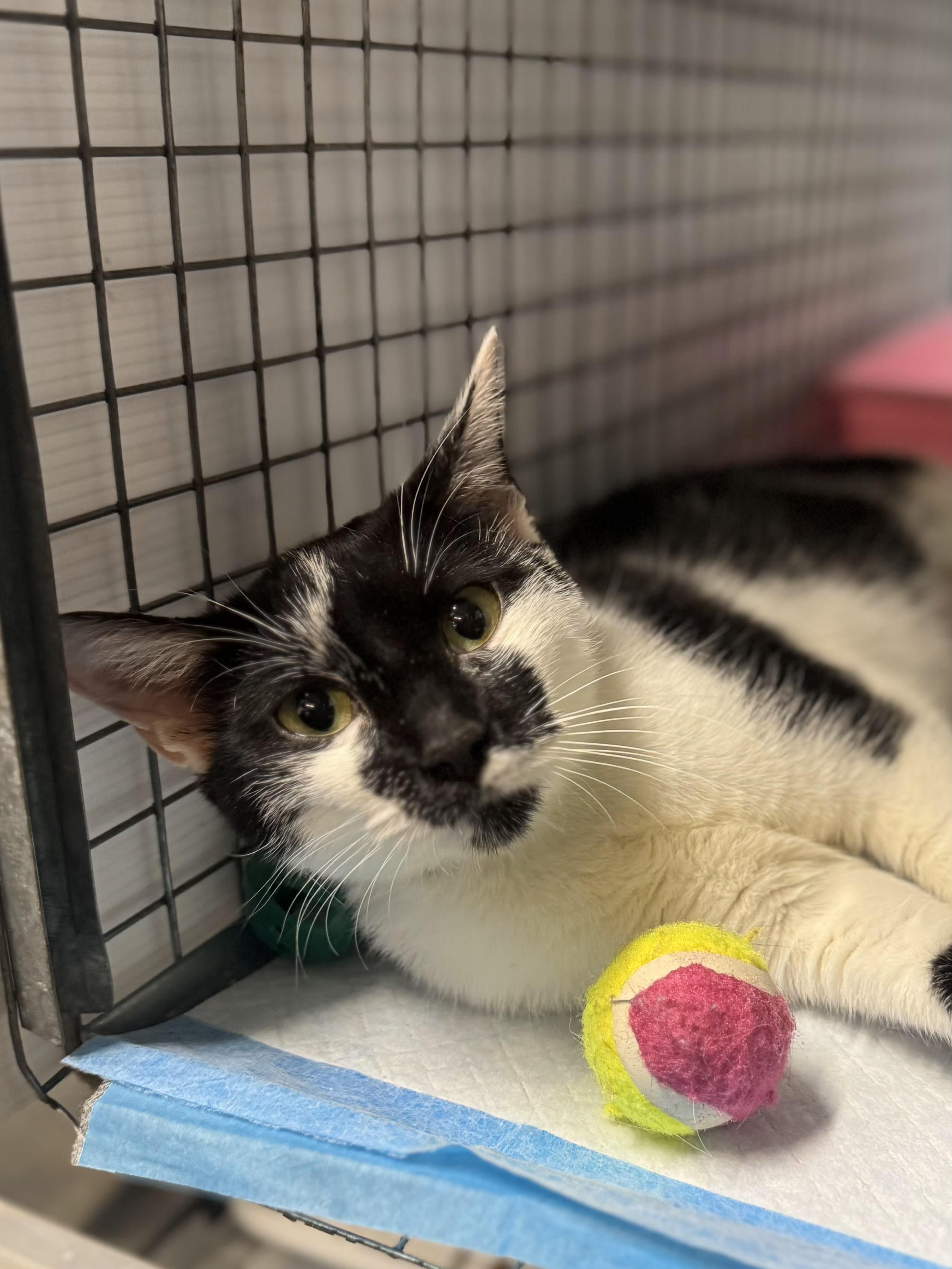 Talia N.  Sweet thumbnail 4