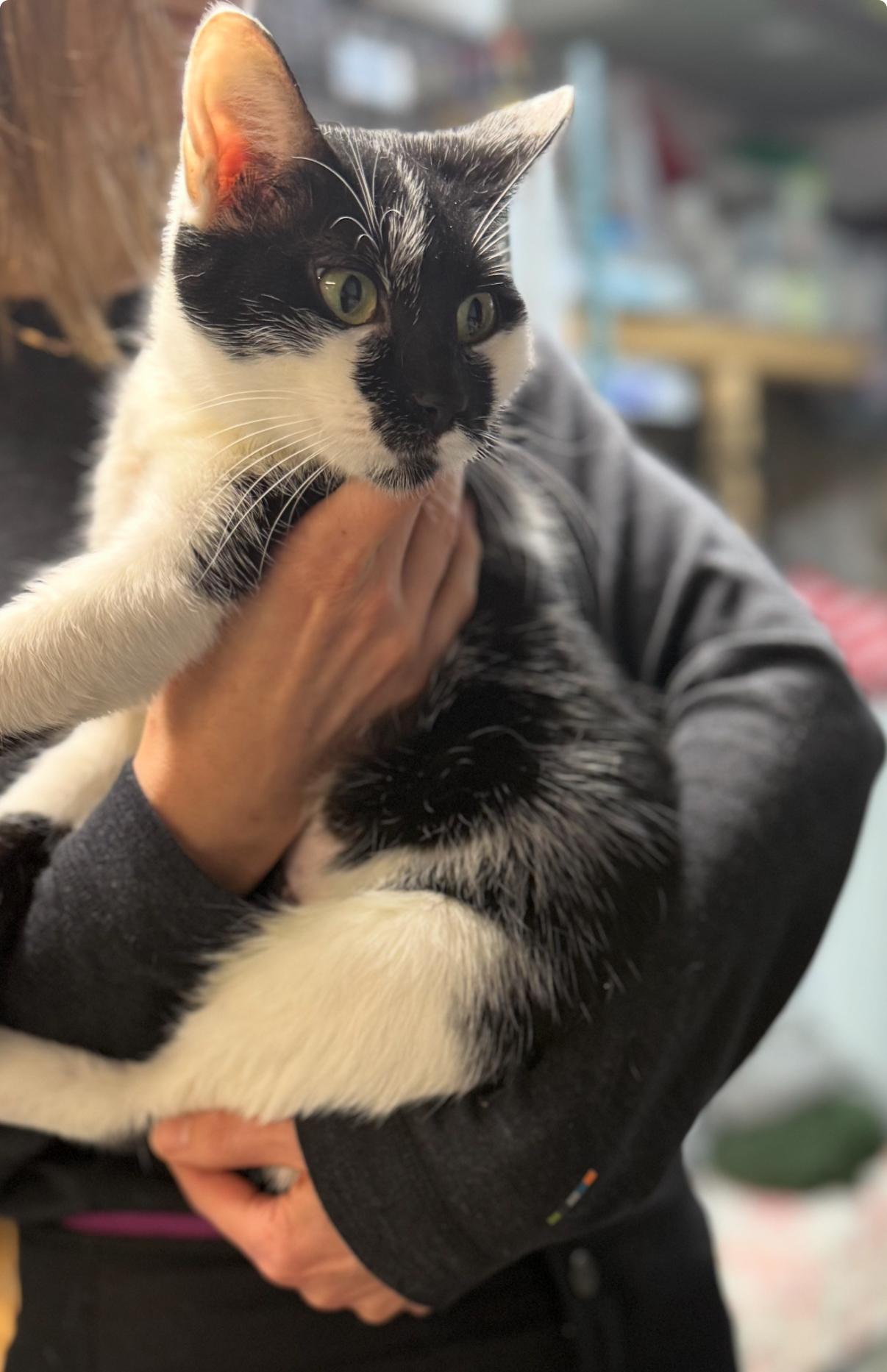 Talia N.  Sweet thumbnail 5