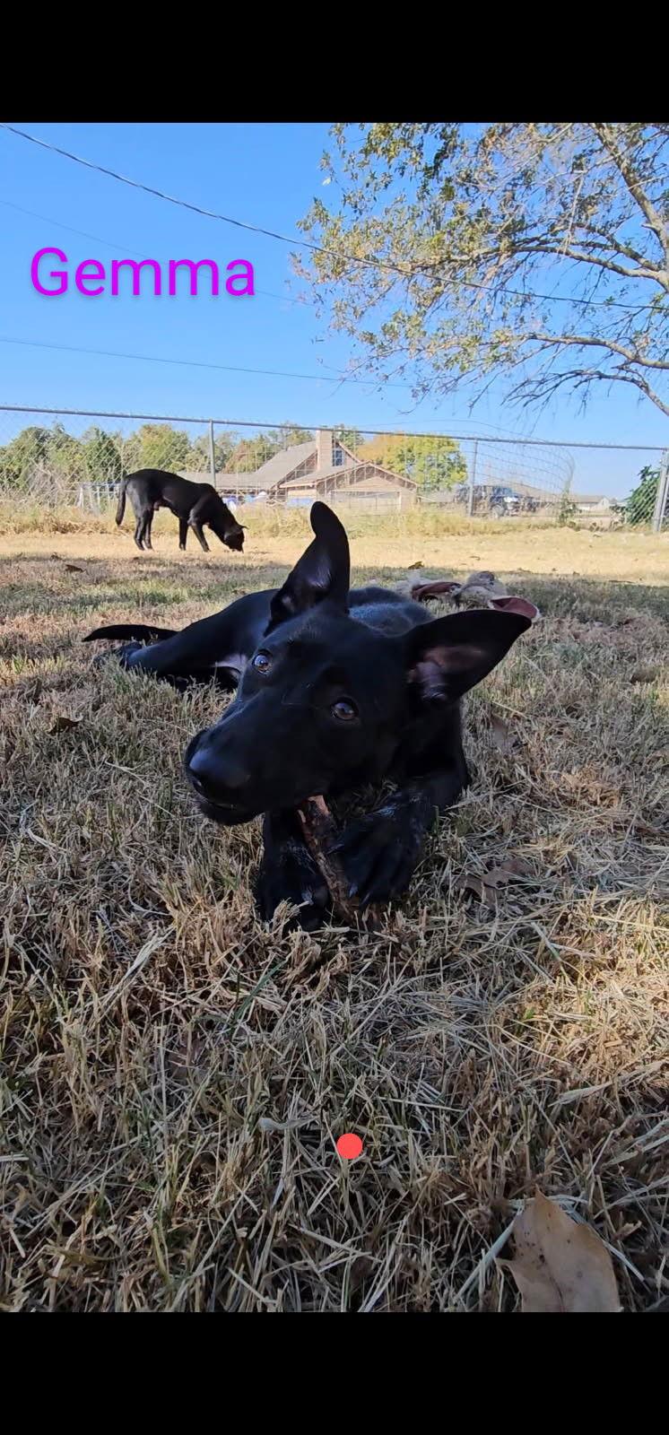 Gemma, Adoptable, Young Female Dutch Shepherd & German Shepherd Dog.
