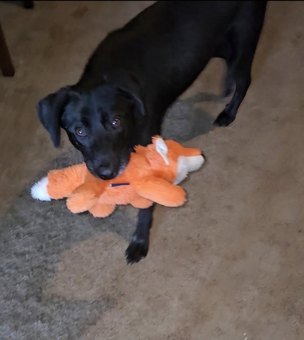 Gemma, a Adoptable mixed breed in Orange Grove, TX image 2/3