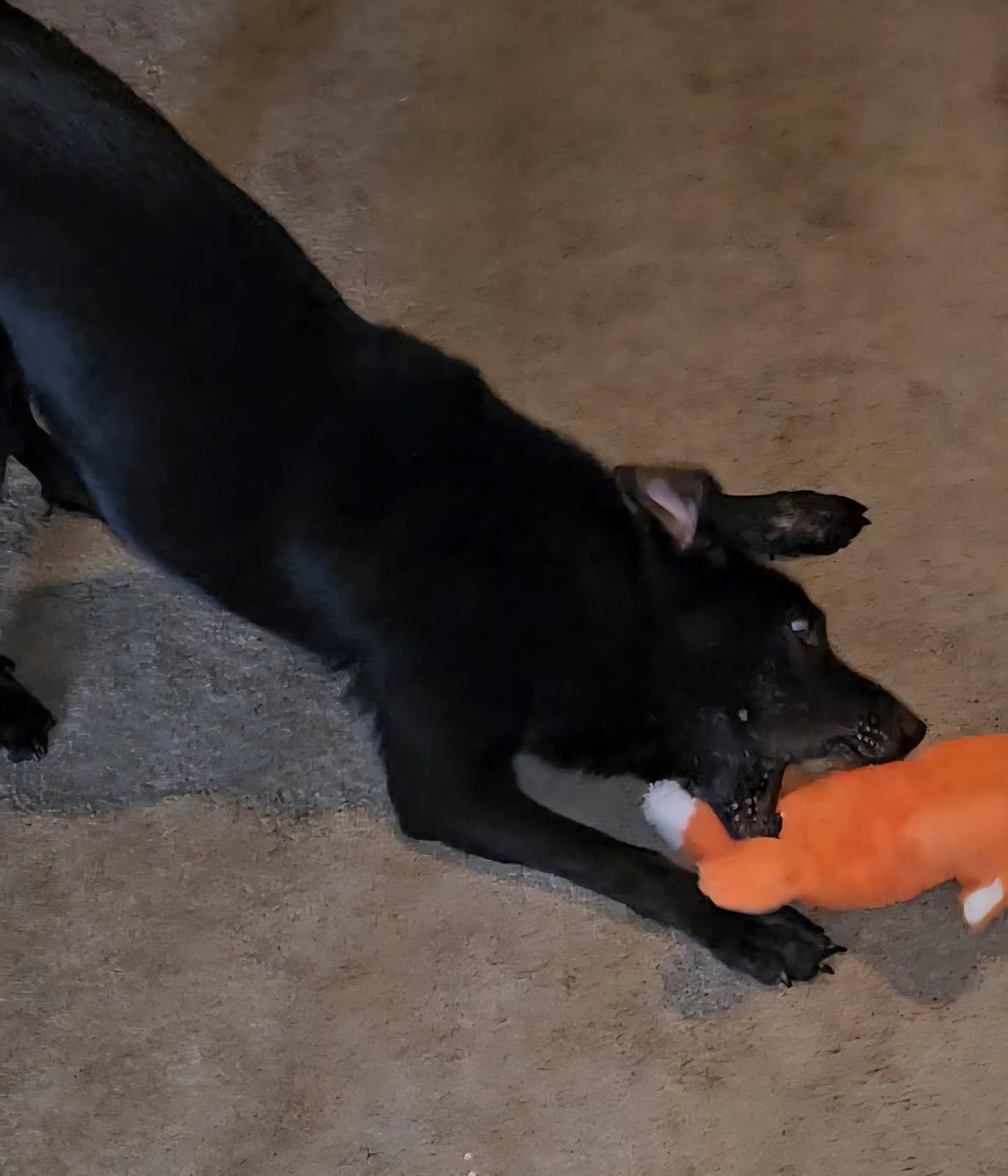 Gemma, a Adoptable mixed breed in Orange Grove, TX image 3/3