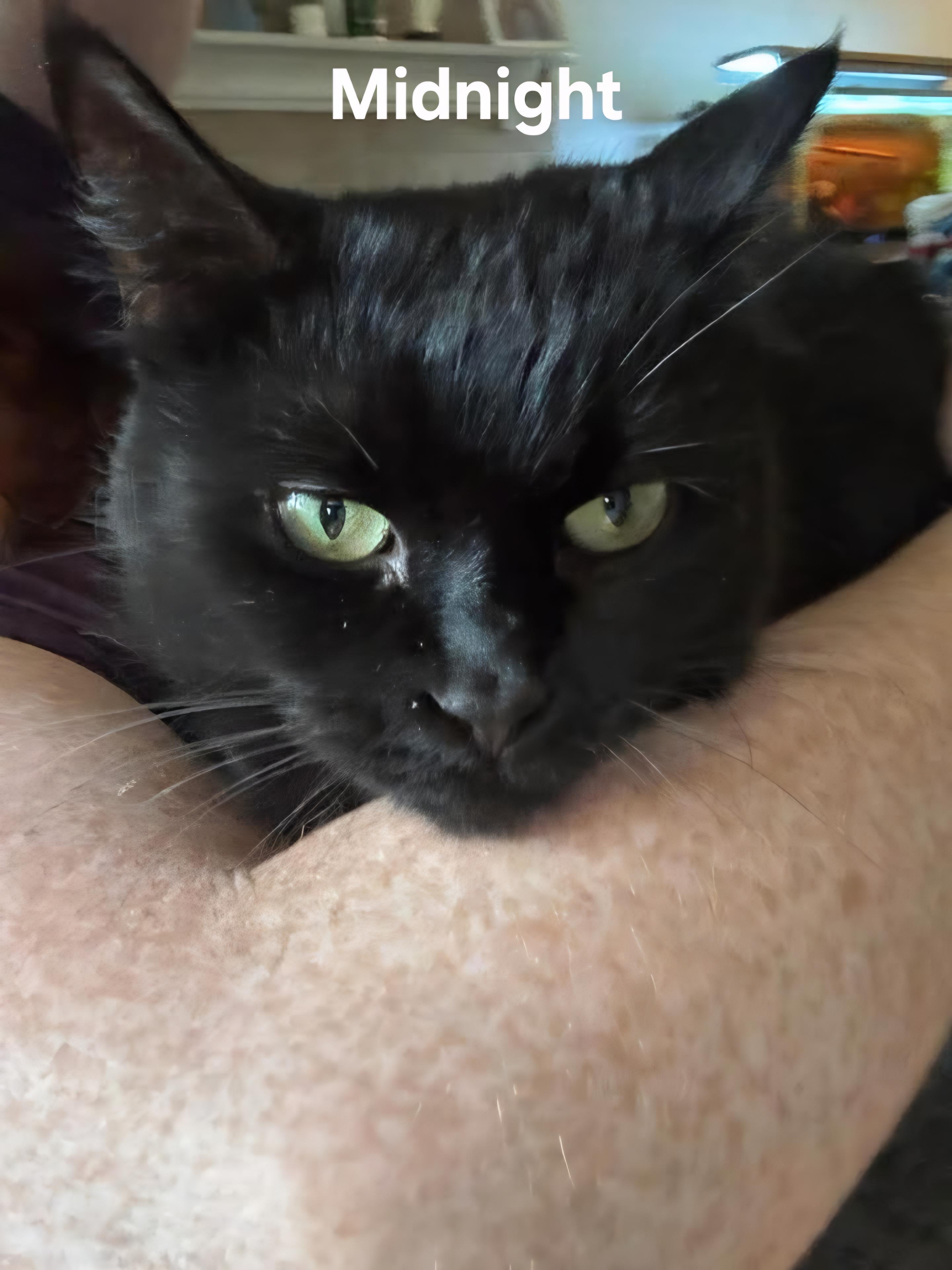 Enlarge Midnight and Sparks, a ADOPTABLE mixed breed in Chicopee, MA image 4/4