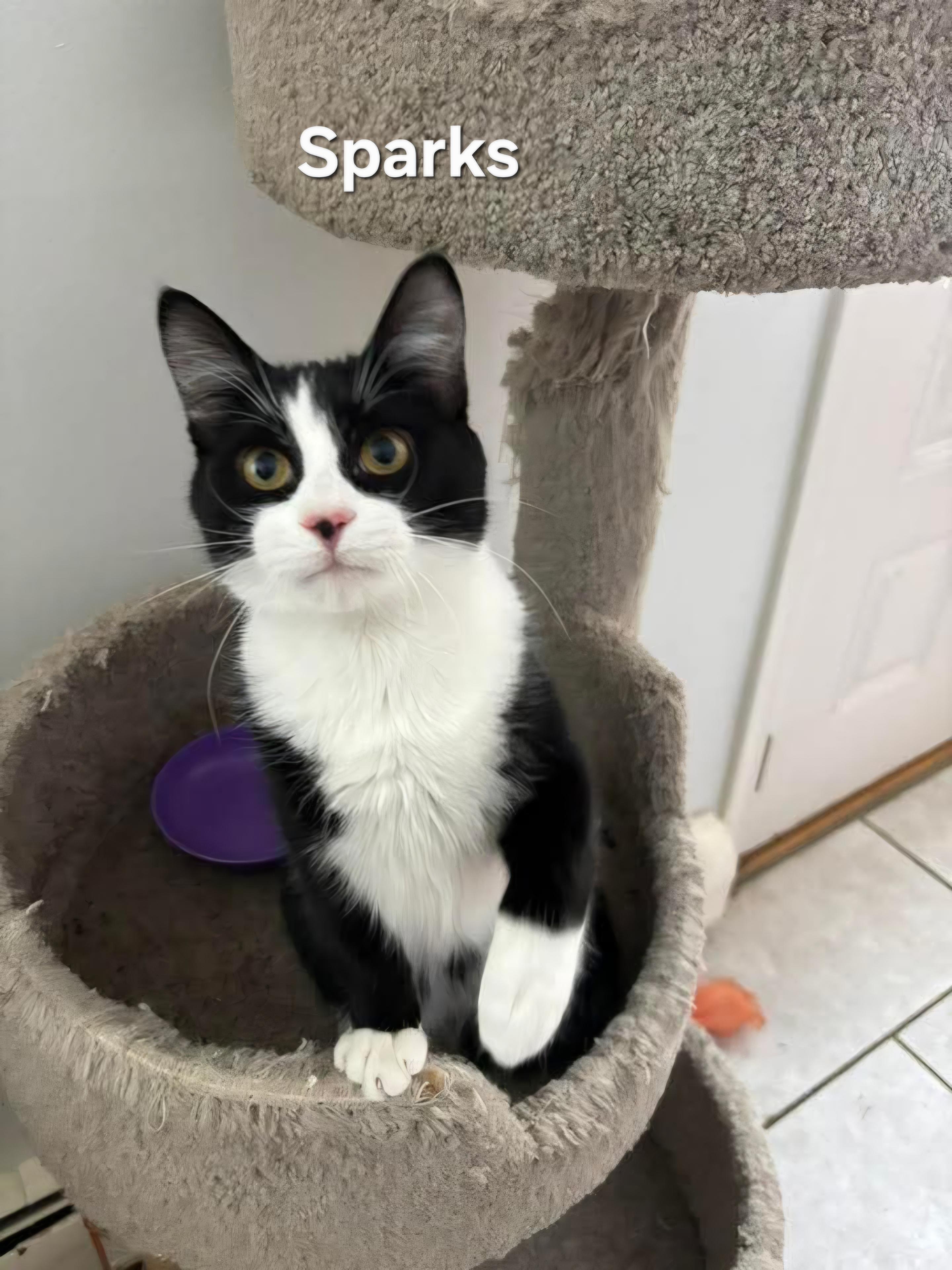 Sparks, a ADOPTABLE Domestic Medium Hair in Chicopee, MA image 2/2