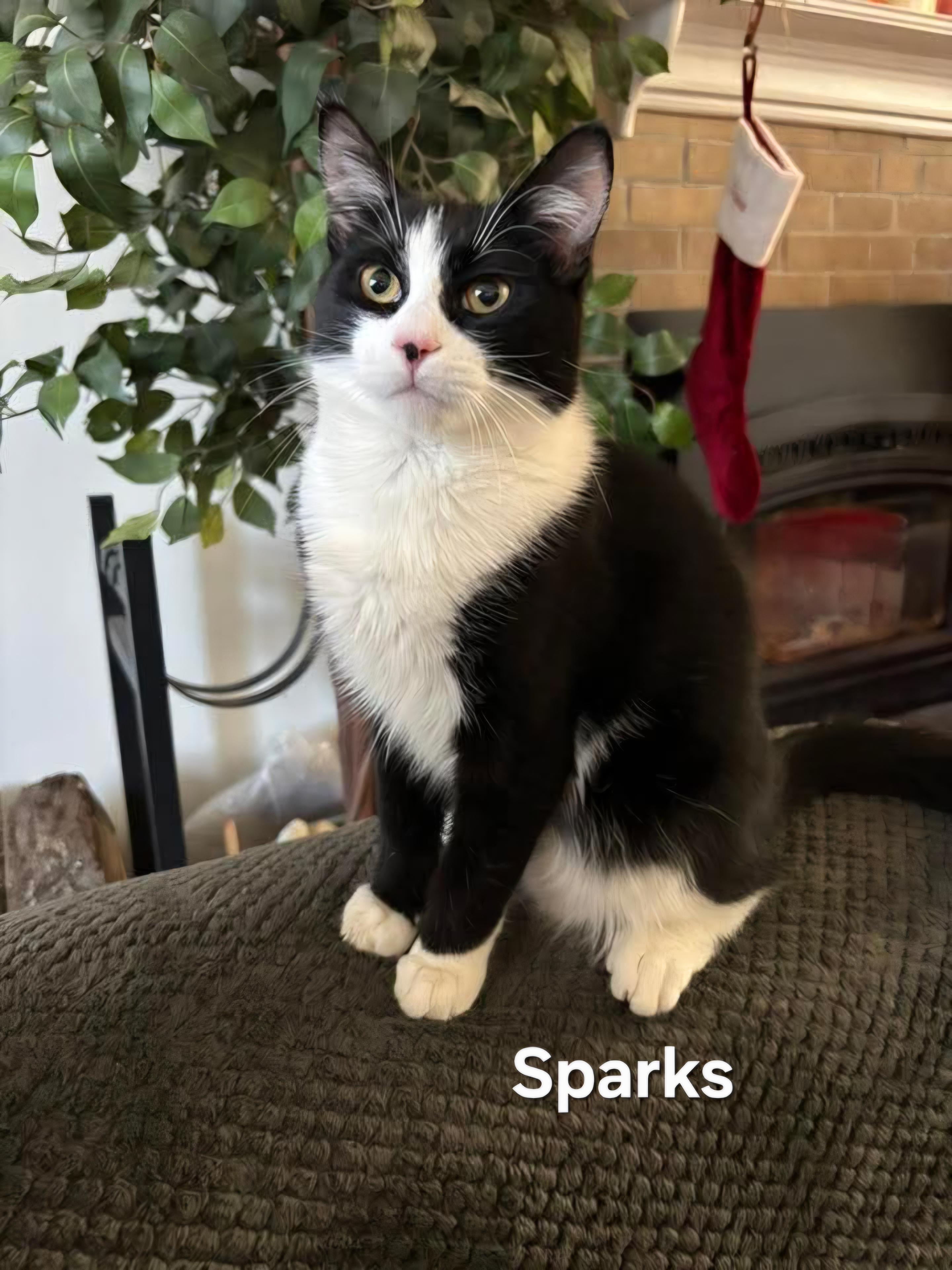 Sparks, ADOPTABLE, Kitten Male Domestic Medium Hair.