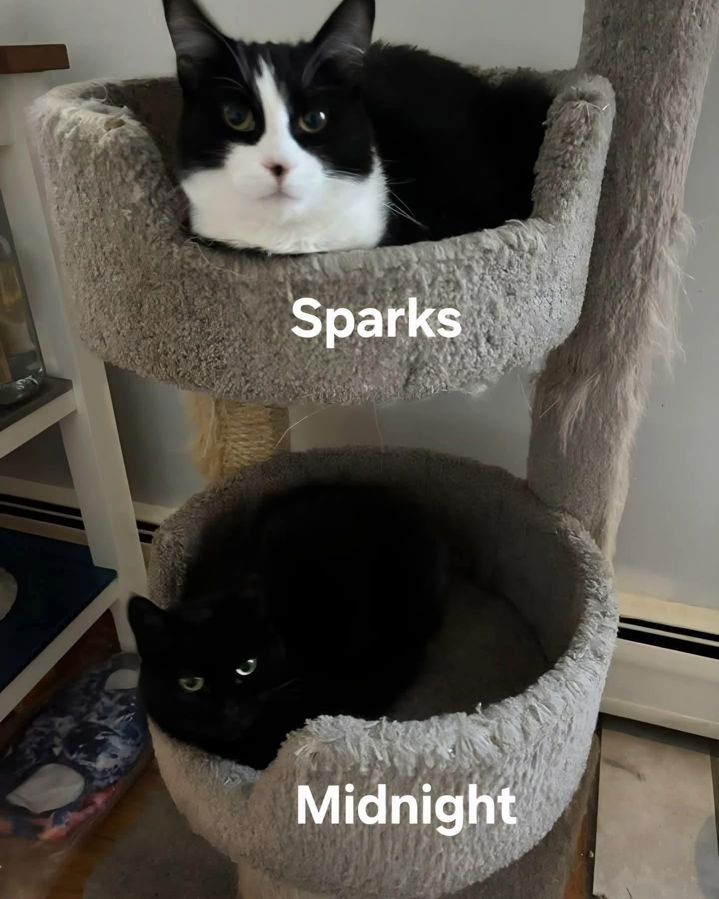 Enlarge Midnight and Sparks, a ADOPTABLE mixed breed in Chicopee, MA image 2/4