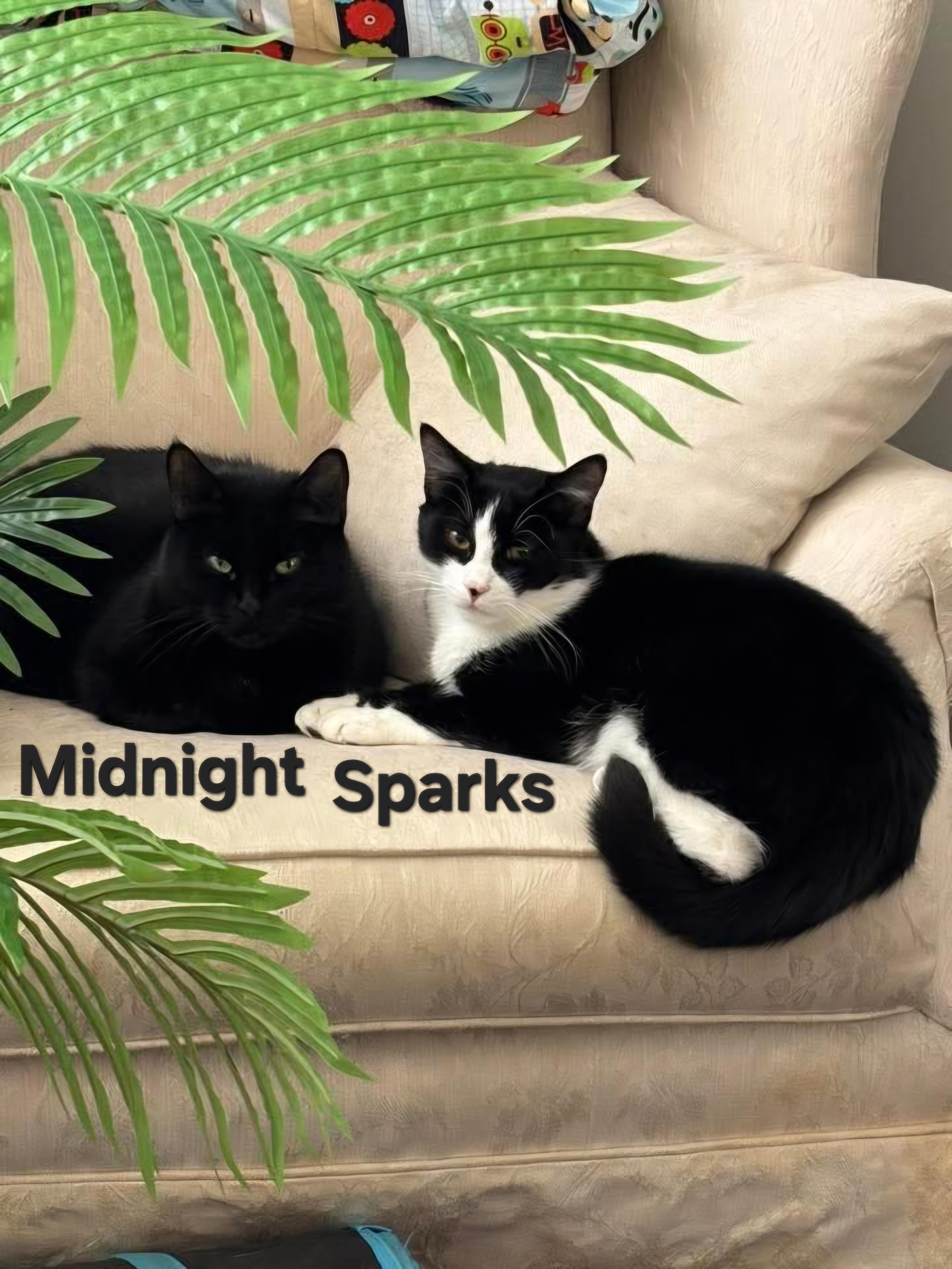 Midnight and Sparks, ADOPTABLE, Young Male Domestic Medium Hair & Domestic Short Hair.