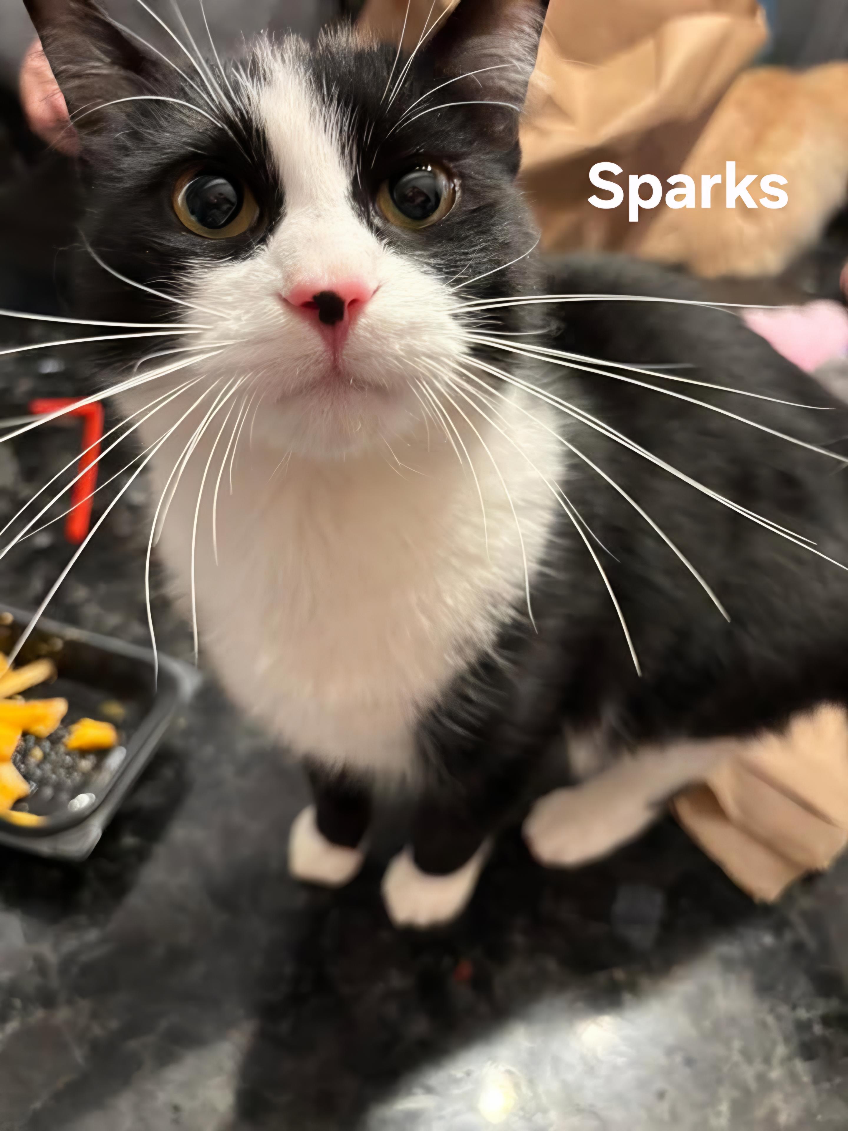 Enlarge Midnight and Sparks, a ADOPTABLE mixed breed in Chicopee, MA image 3/4