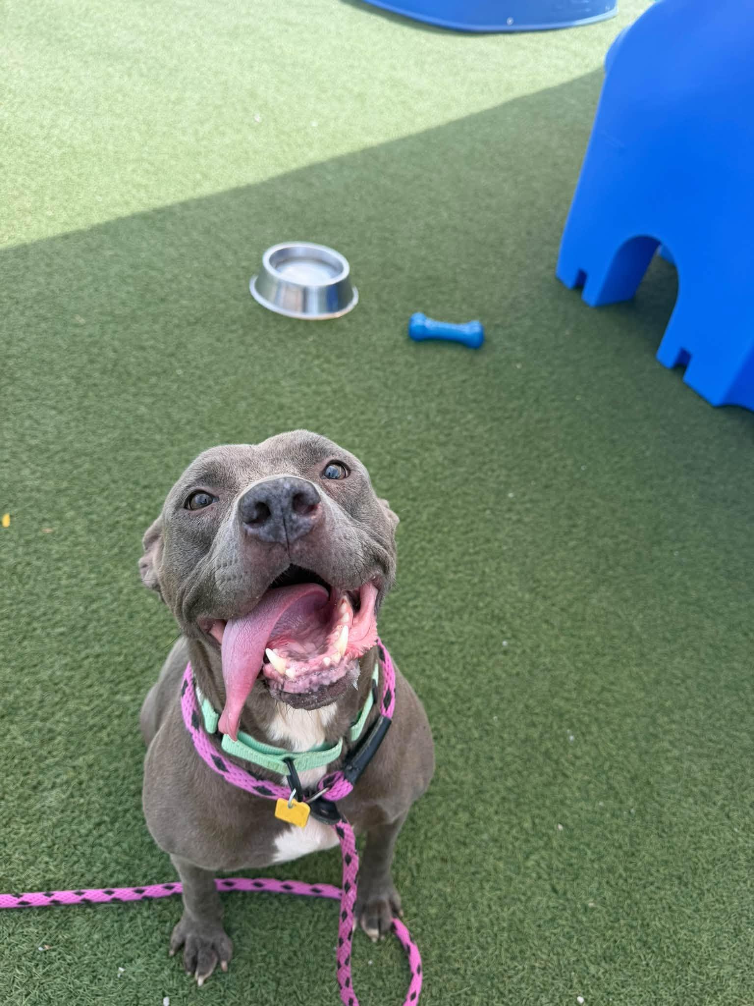 Enlarge Delaney, a Adoptable mixed breed in Cleveland, OH image 2/5