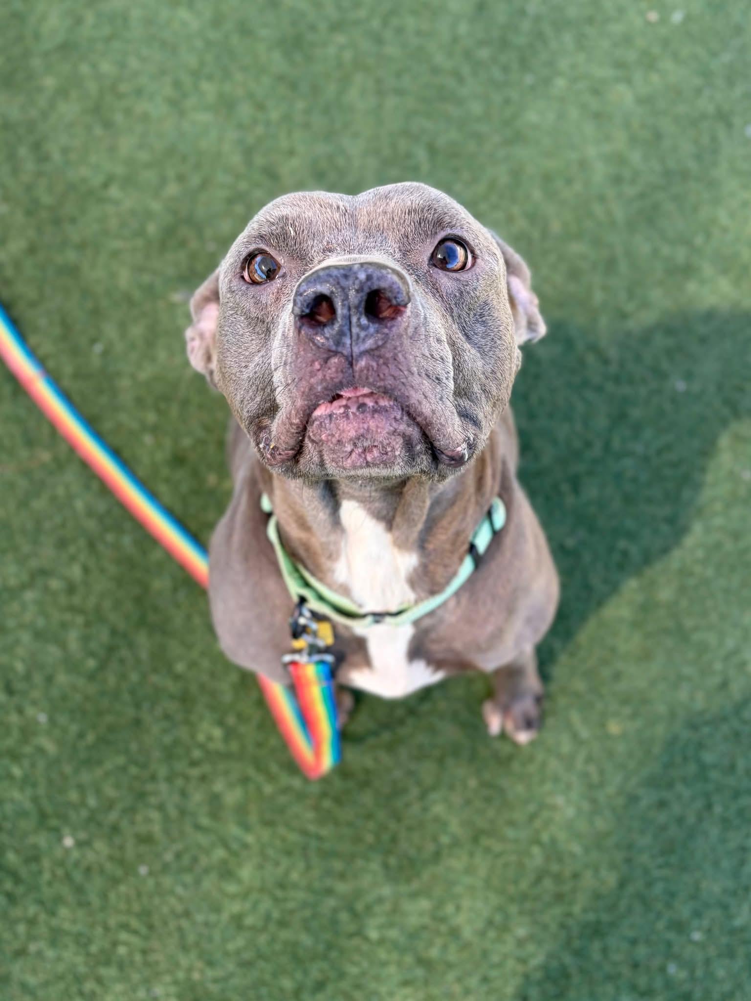 Enlarge Delaney, a Adoptable mixed breed in Cleveland, OH image 3/5
