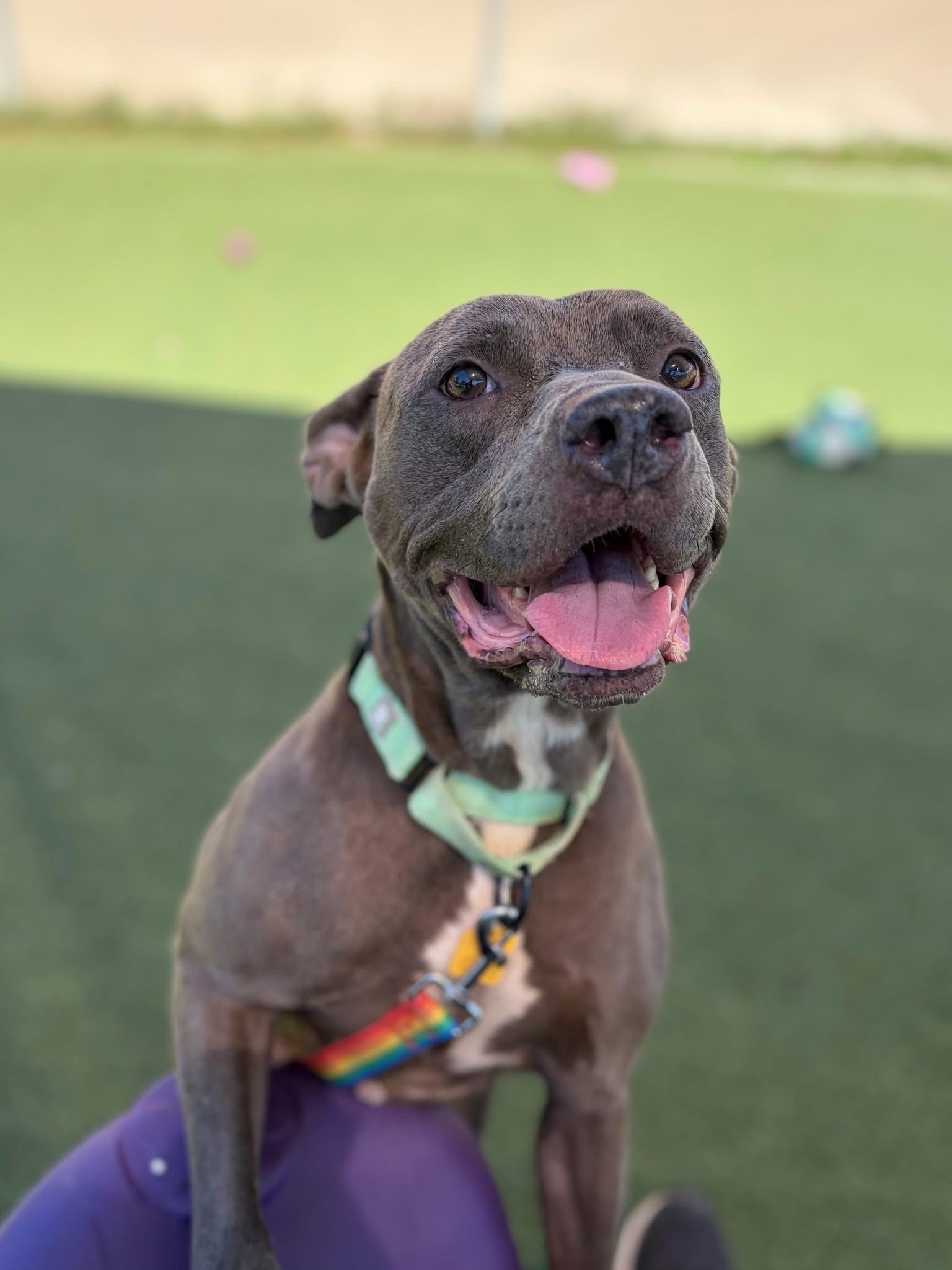 Enlarge Delaney, a Adoptable mixed breed in Cleveland, OH image 4/5
