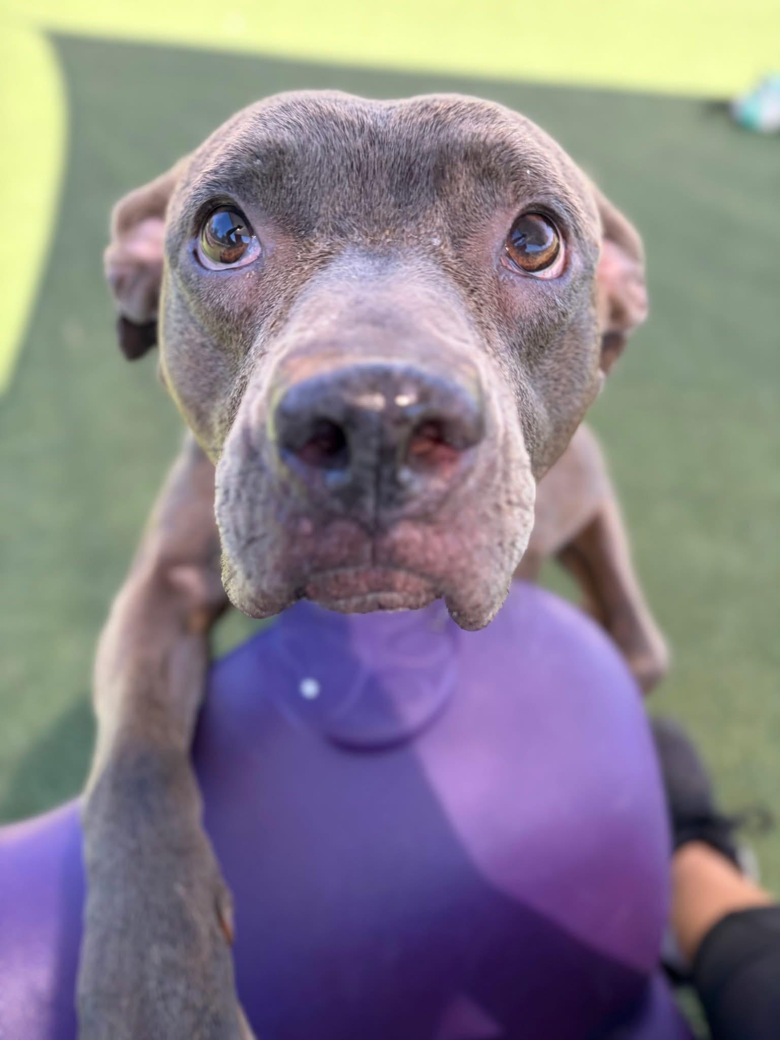 Enlarge Delaney, a Adoptable mixed breed in Cleveland, OH image 5/5