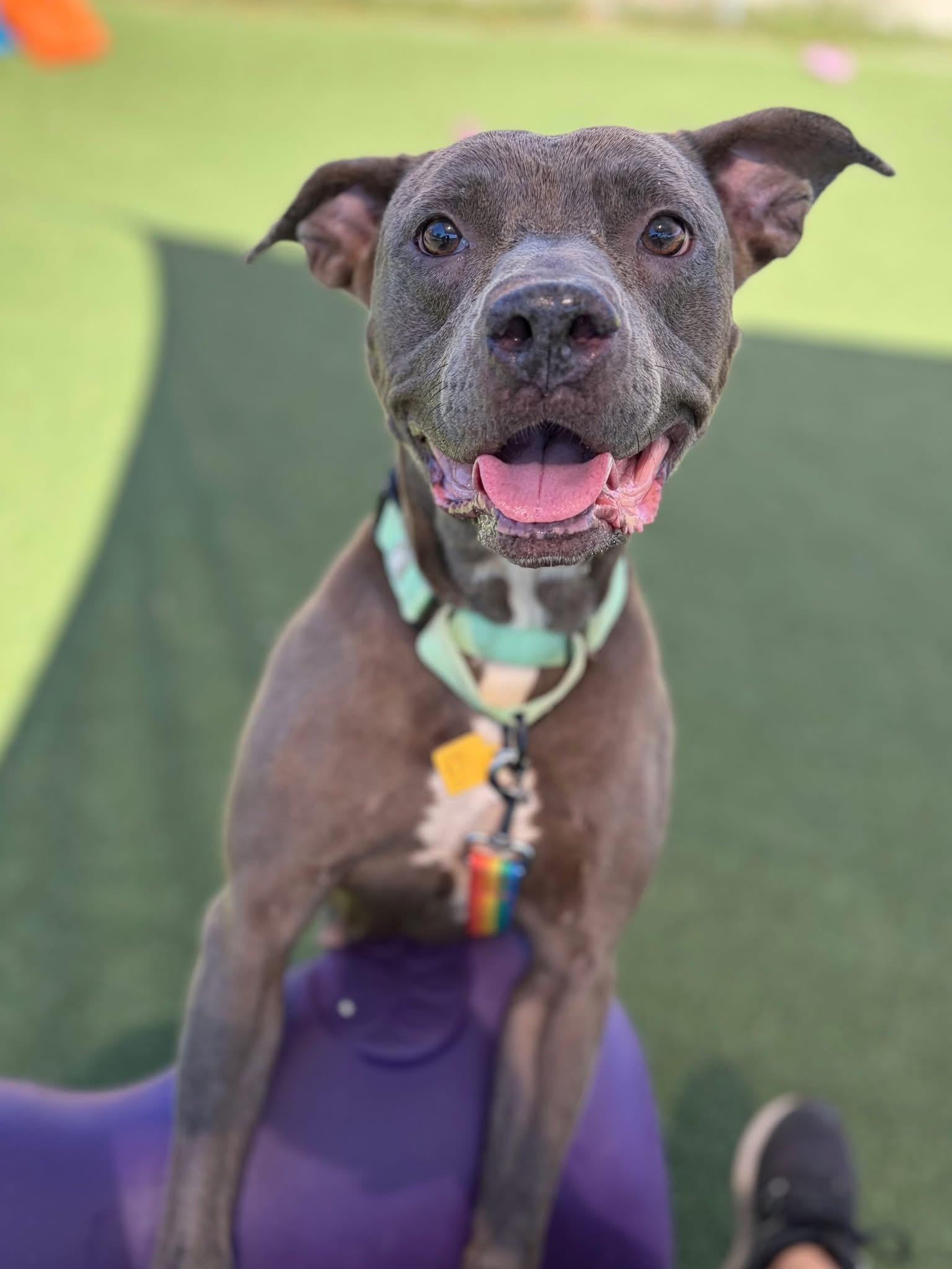 Enlarge Delaney, a Adoptable mixed breed in Cleveland, OH image 1/5