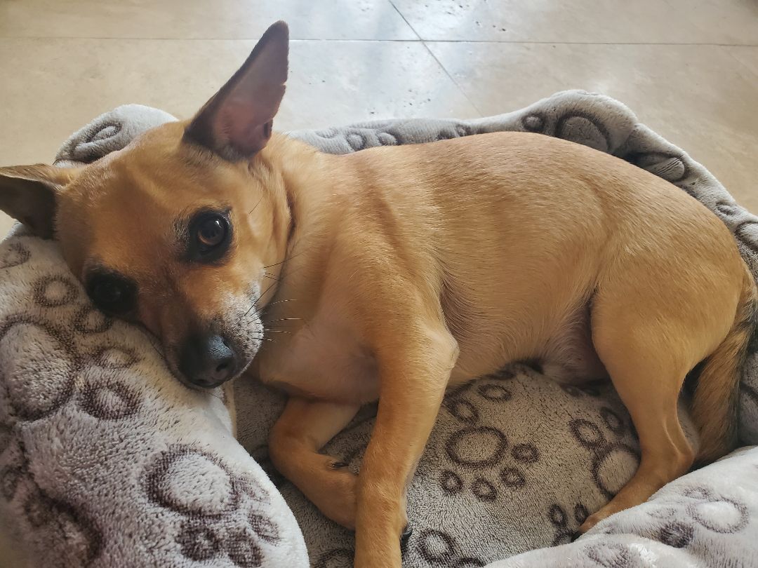 Enlarge Pumpkin, a Adoptable Chihuahua in Richmond, TX image 2/2