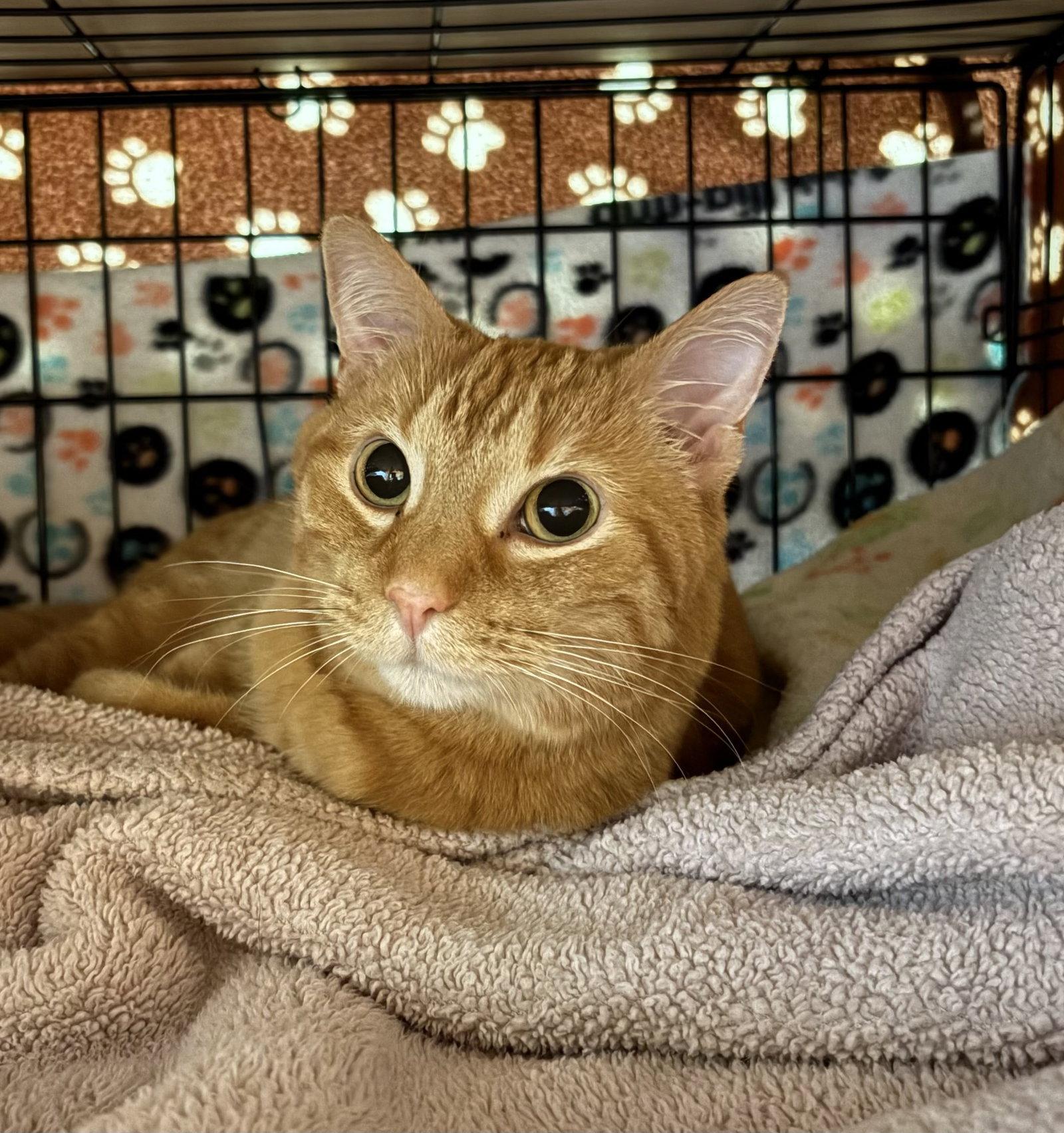 Enlarge Amber, a Adoptable Domestic Short Hair in Blasdell, NY image 1/1