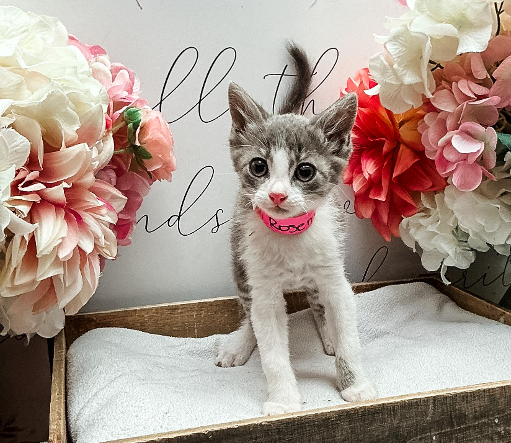 Enlarge Rosemary, a ADOPTABLE mixed breed in Newberg, OR image 1/1