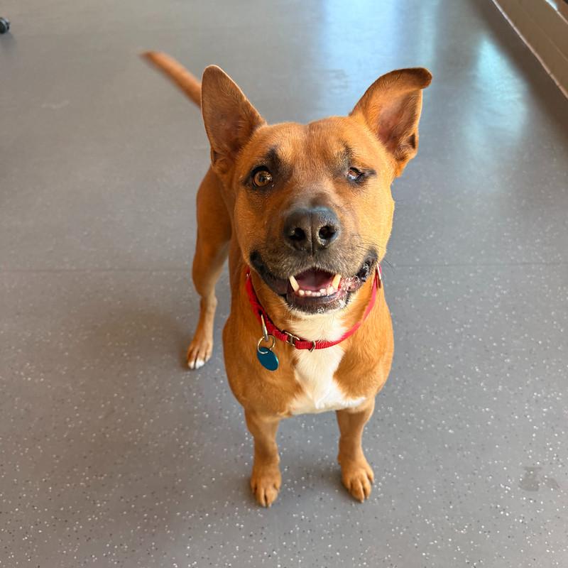 Captain Jack Sparrow , ADOPTABLE, Adult Male Mixed Breed.