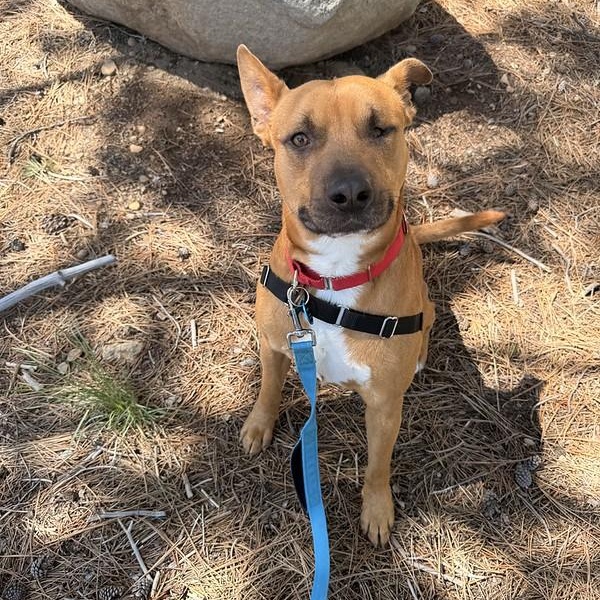 Enlarge Captain Jack Sparrow , a ADOPTABLE Mixed Breed in Truckee, CA image 2/2