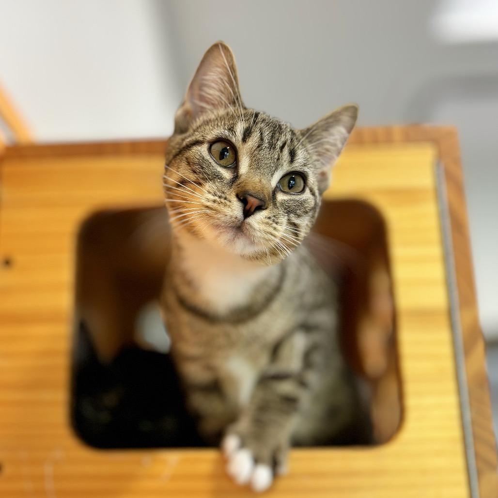 Bolognese, Adoptable, Kitten Female Domestic Short Hair.
