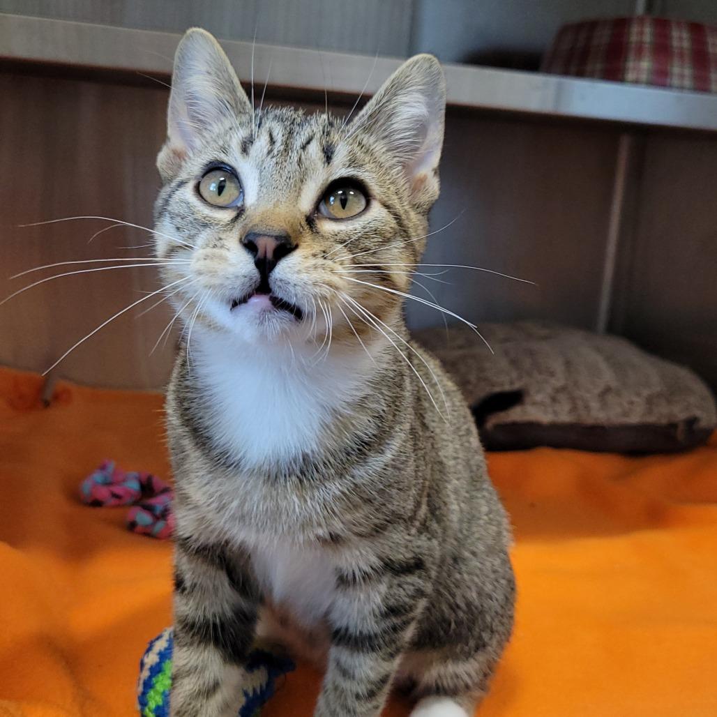 Enlarge Bolognese, a Adoptable Domestic Short Hair in Nashville, IN image 2/6