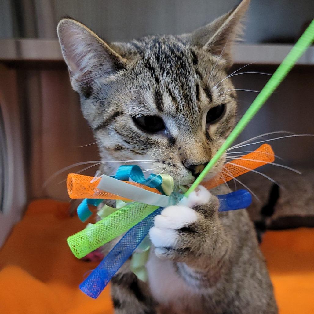 Enlarge Bolognese, a Adoptable Domestic Short Hair in Nashville, IN image 3/6