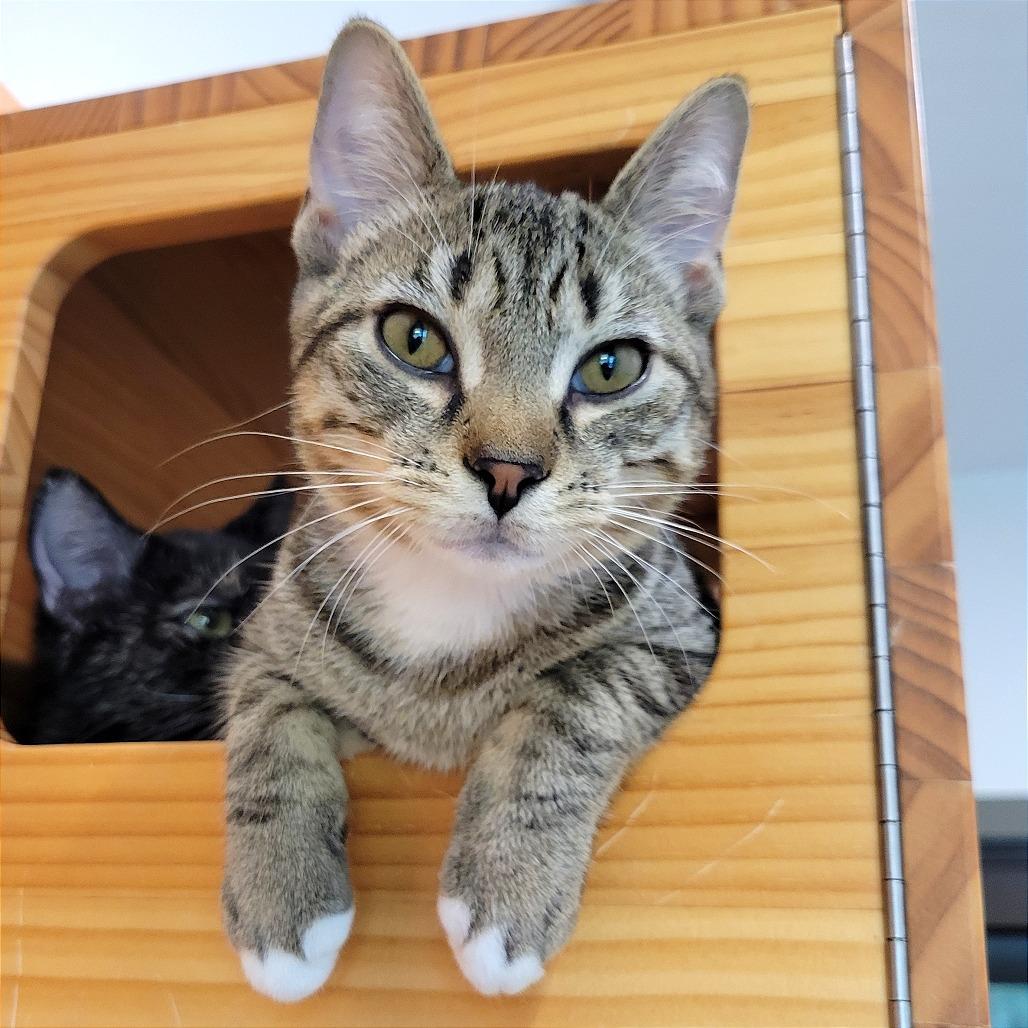 Enlarge Bolognese, a Adoptable Domestic Short Hair in Nashville, IN image 4/6
