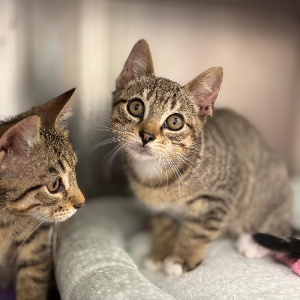 Bolognese, Adoptable, Kitten Female Domestic Short Hair.
