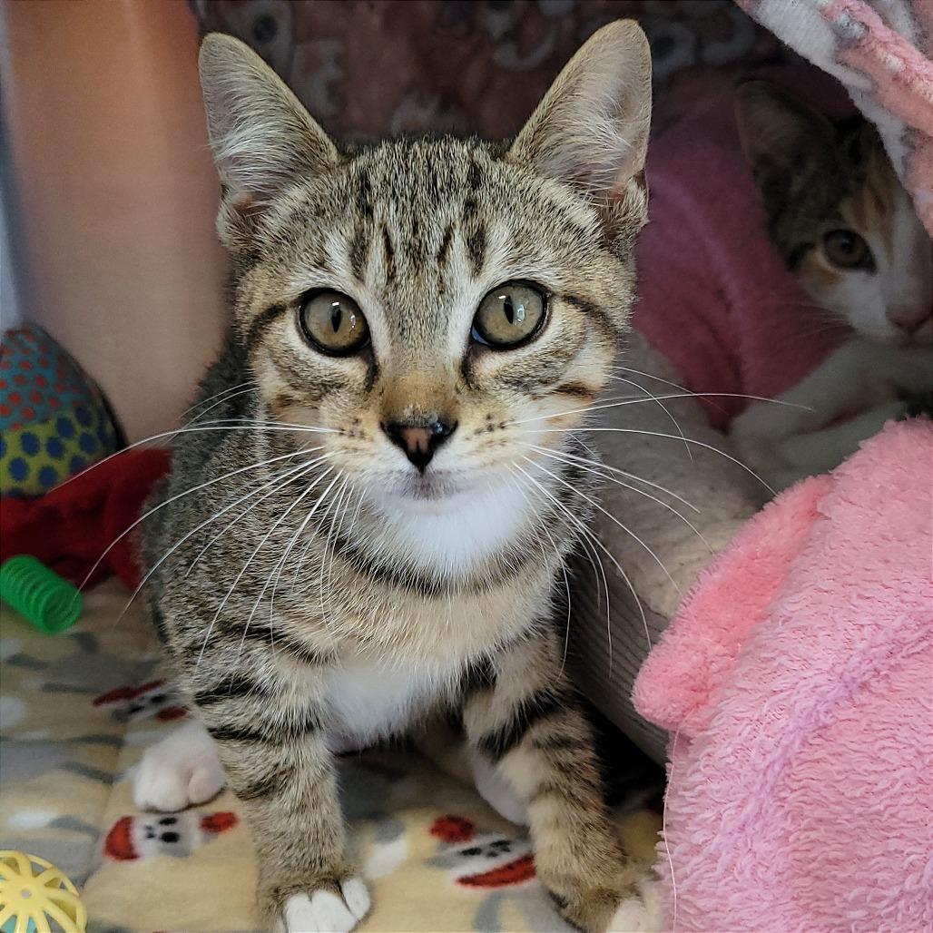 Enlarge Bolognese, a Adoptable Domestic Short Hair in Nashville, IN image 2/5