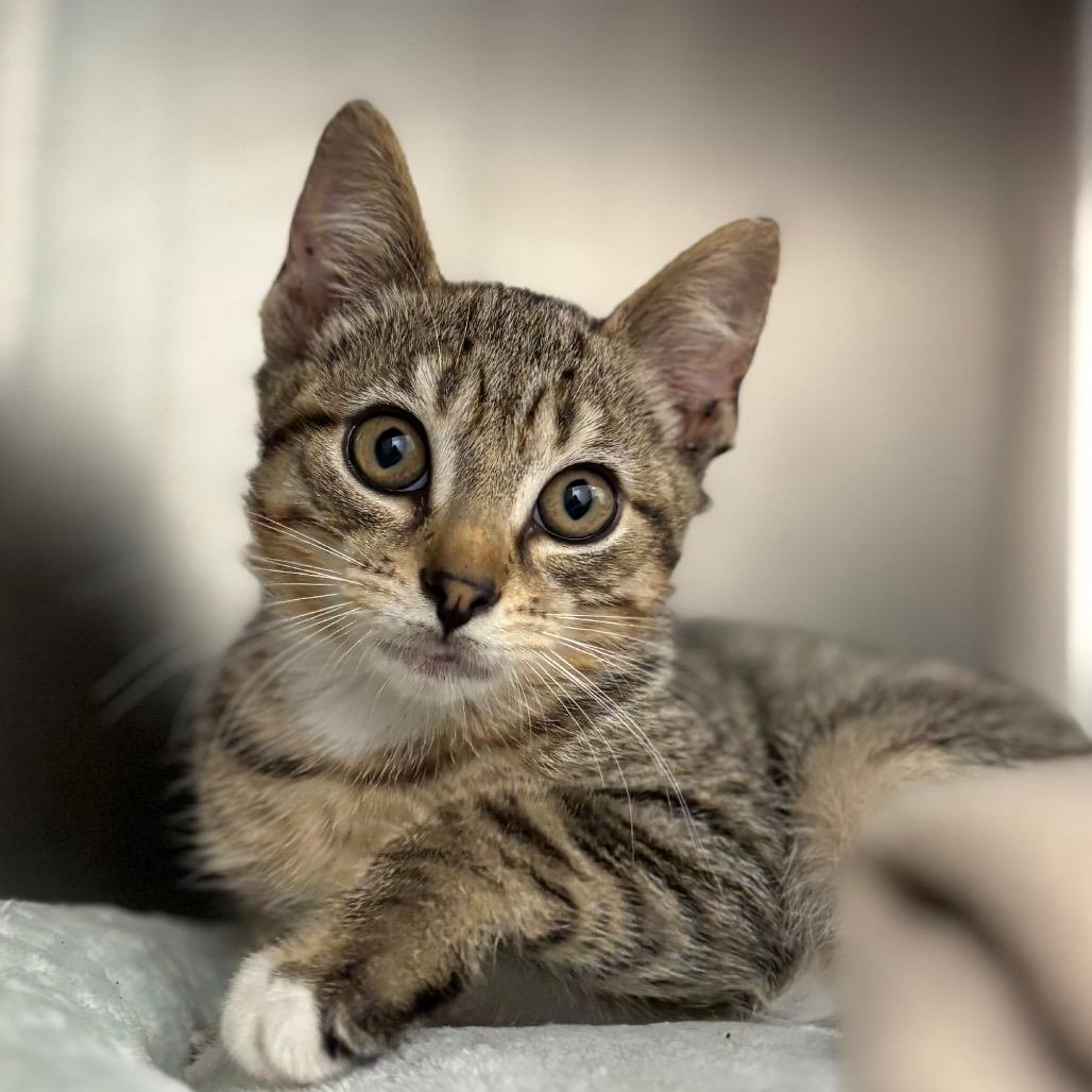 Enlarge Bolognese, a Adoptable Domestic Short Hair in Nashville, IN image 3/5
