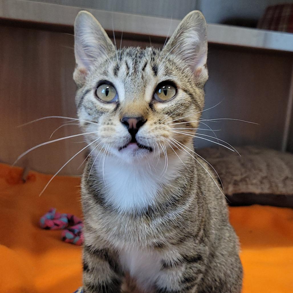 Enlarge Bolognese, a Adoptable Domestic Short Hair in Nashville, IN image 5/6