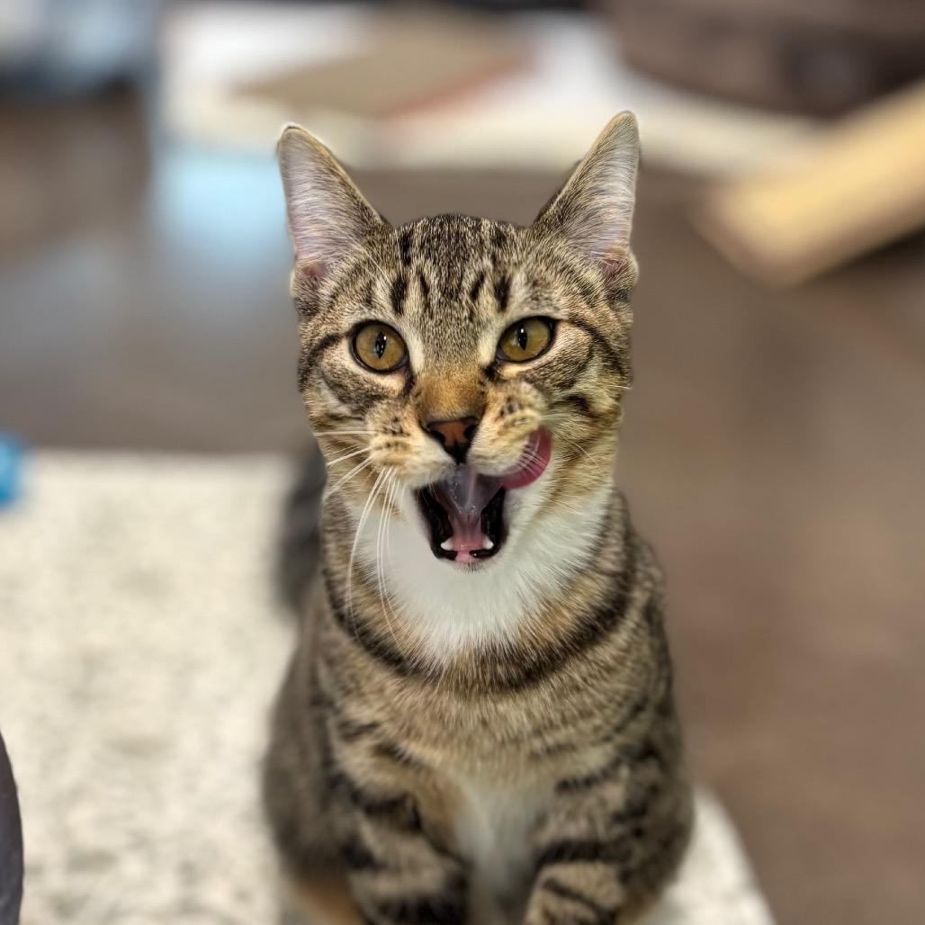 Enlarge Bolognese, a Adoptable Domestic Short Hair in Nashville, IN image 4/5