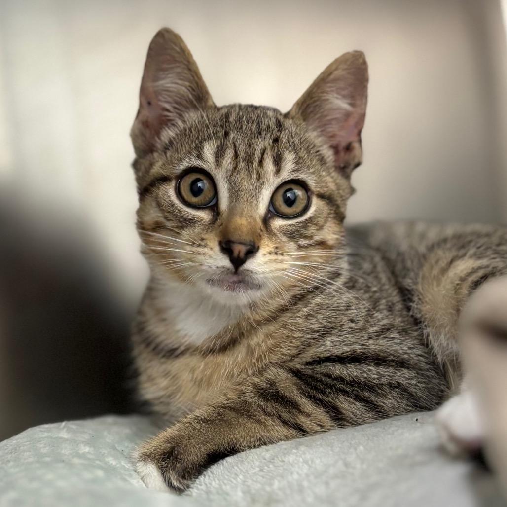 Enlarge Bolognese, a Adoptable Domestic Short Hair in Nashville, IN image 4/5