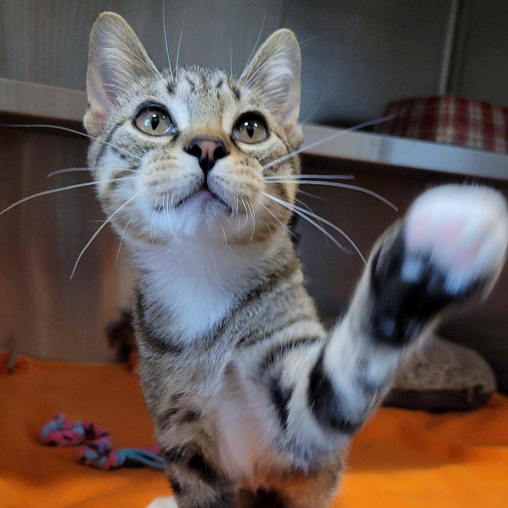 Enlarge Bolognese, a Adoptable Domestic Short Hair in Nashville, IN image 5/6