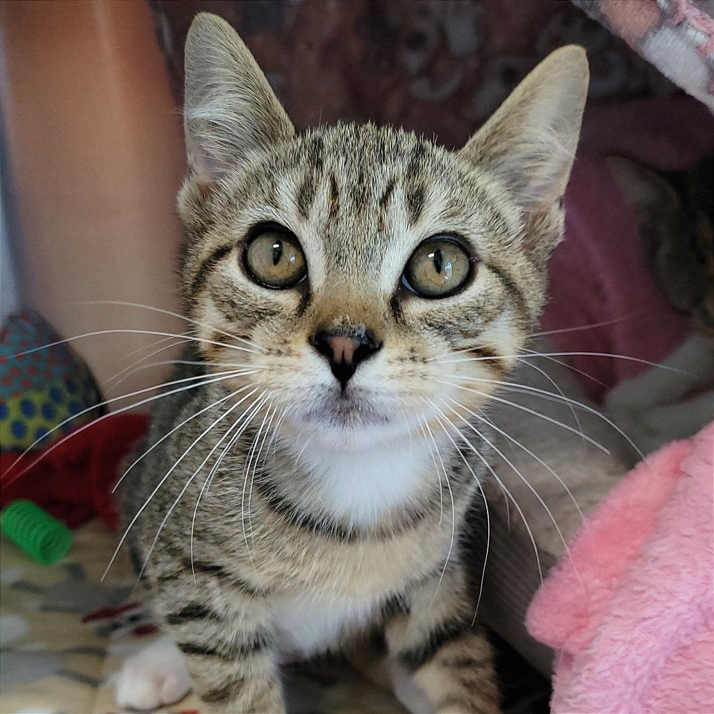 Enlarge Bolognese, a Adoptable Domestic Short Hair in Nashville, IN image 5/5