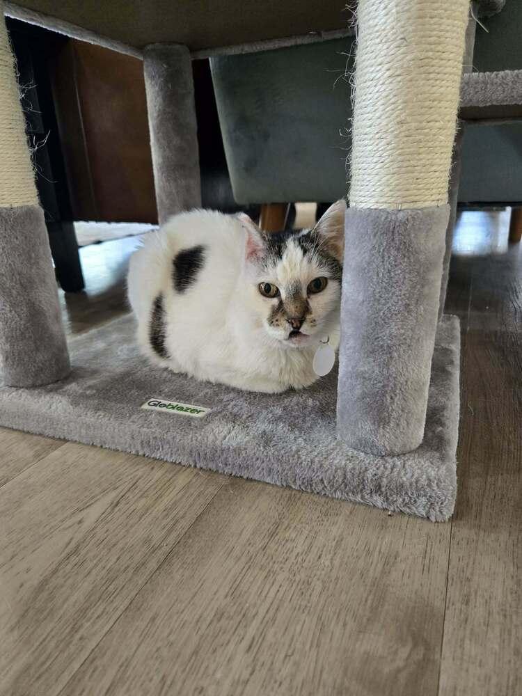 Edith, Adoptable, Senior Female Domestic Short Hair.