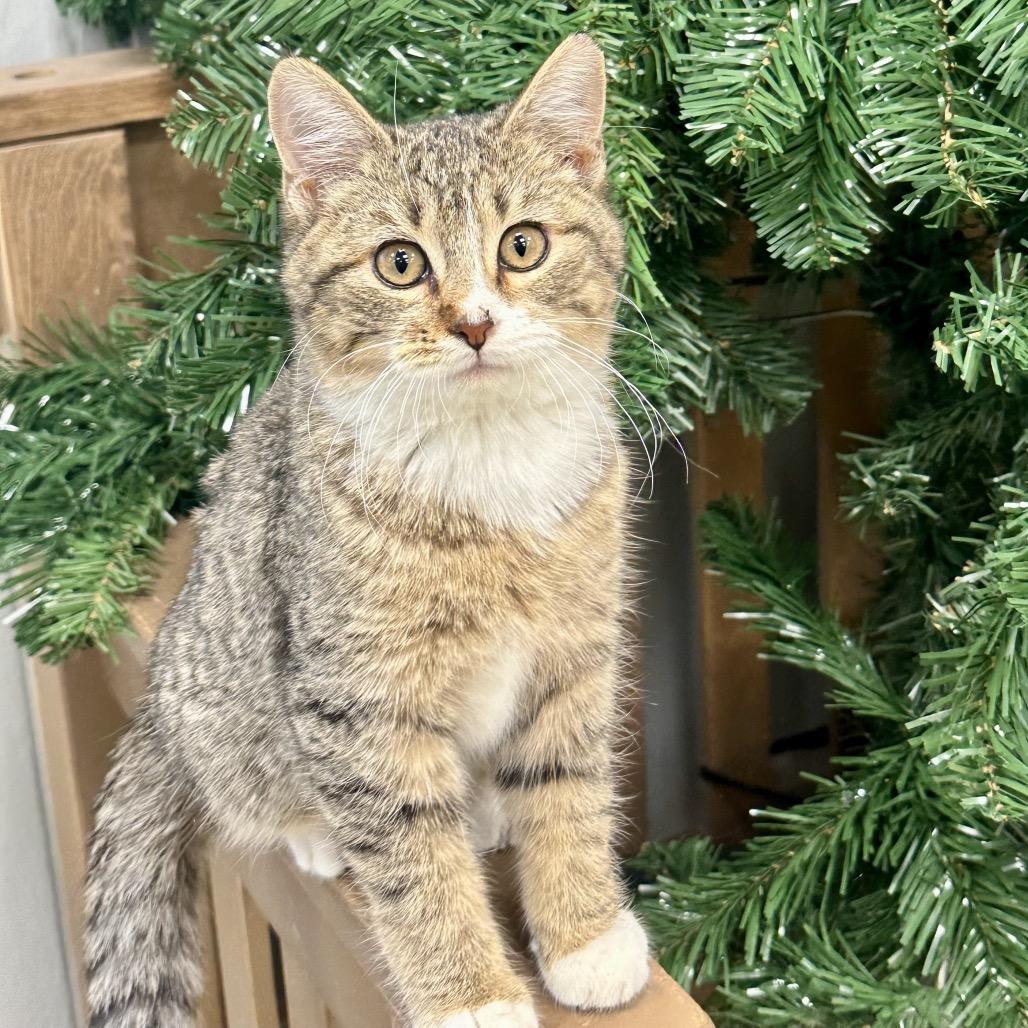Enlarge Beans, a Adoptable Domestic Short Hair in Chariton, IA image 1/6