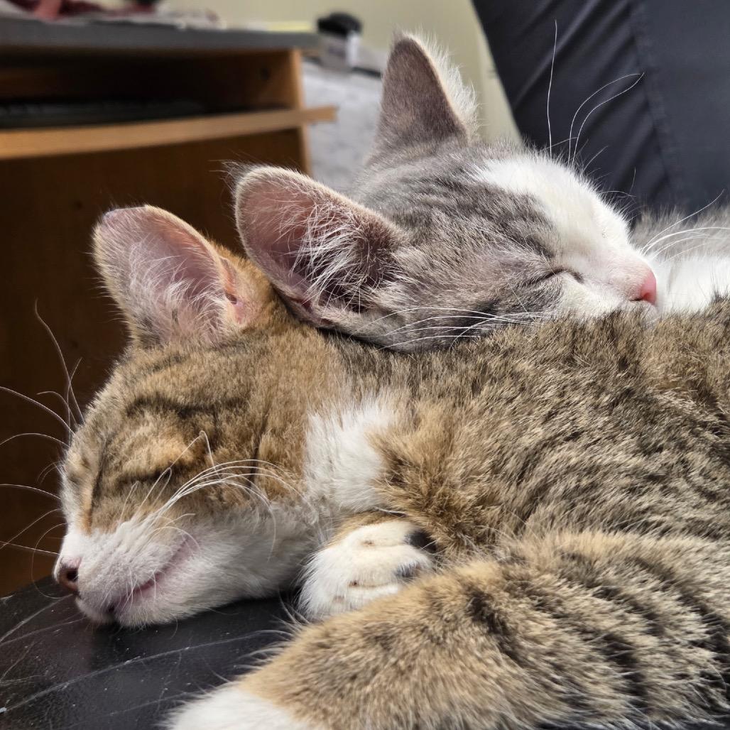 Enlarge Beans, a Adoptable Domestic Short Hair in Chariton, IA image 2/6