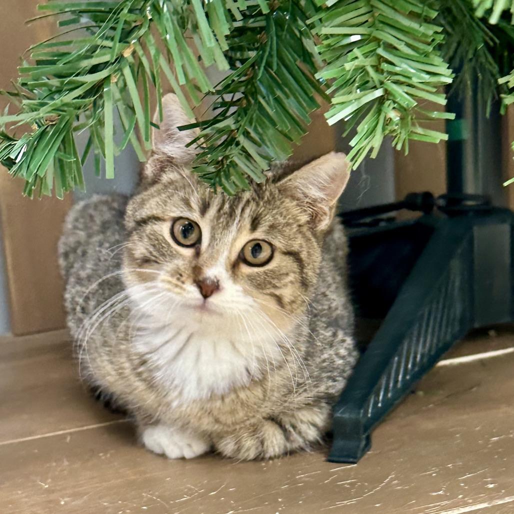 Enlarge Beans, a Adoptable Domestic Short Hair in Chariton, IA image 3/6