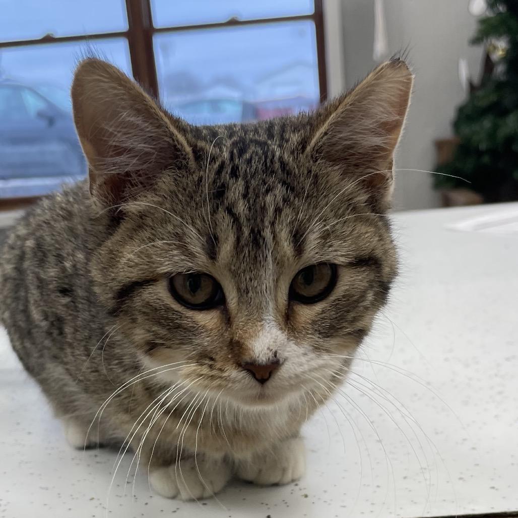 Enlarge Beans, a Adoptable Domestic Short Hair in Chariton, IA image 4/6