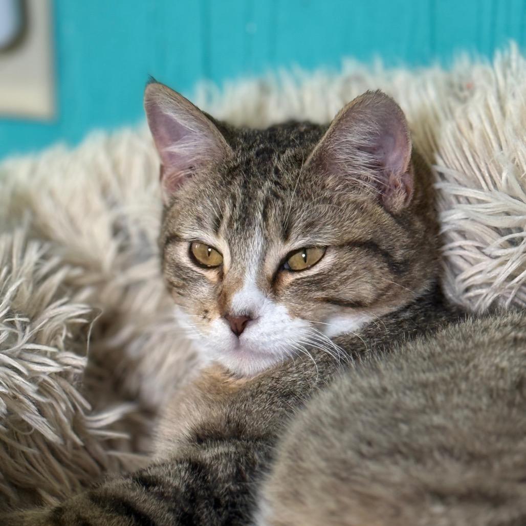 Beans, a Adoptable Domestic Short Hair in Chariton, IA image 4/6