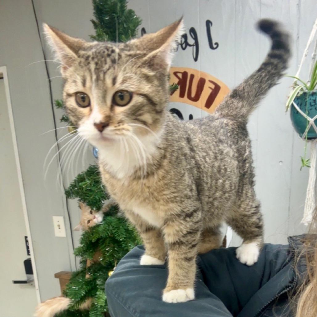 Enlarge Beans, a Adoptable Domestic Short Hair in Chariton, IA image 5/6