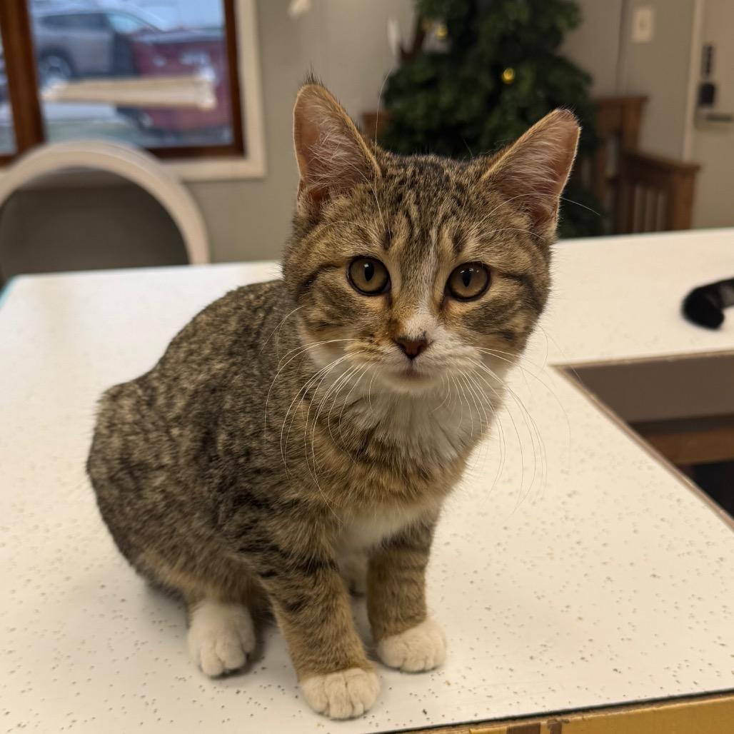 Enlarge Beans, a Adoptable Domestic Short Hair in Chariton, IA image 6/6
