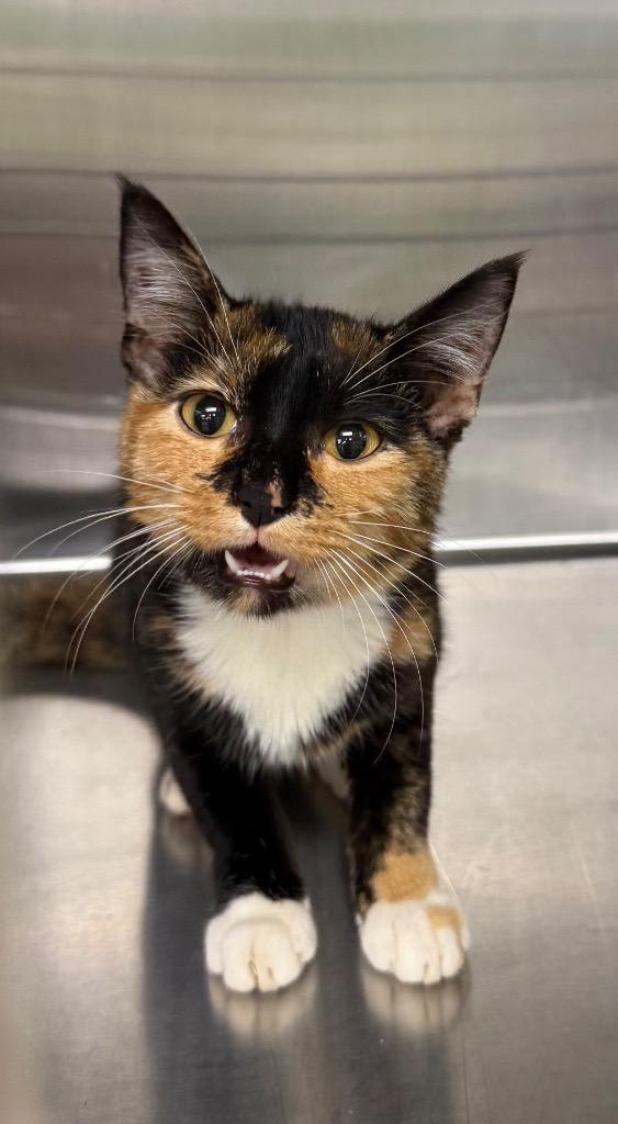 Enlarge Chloe, a Adoptable mixed breed in La Porte, IN image 1/1