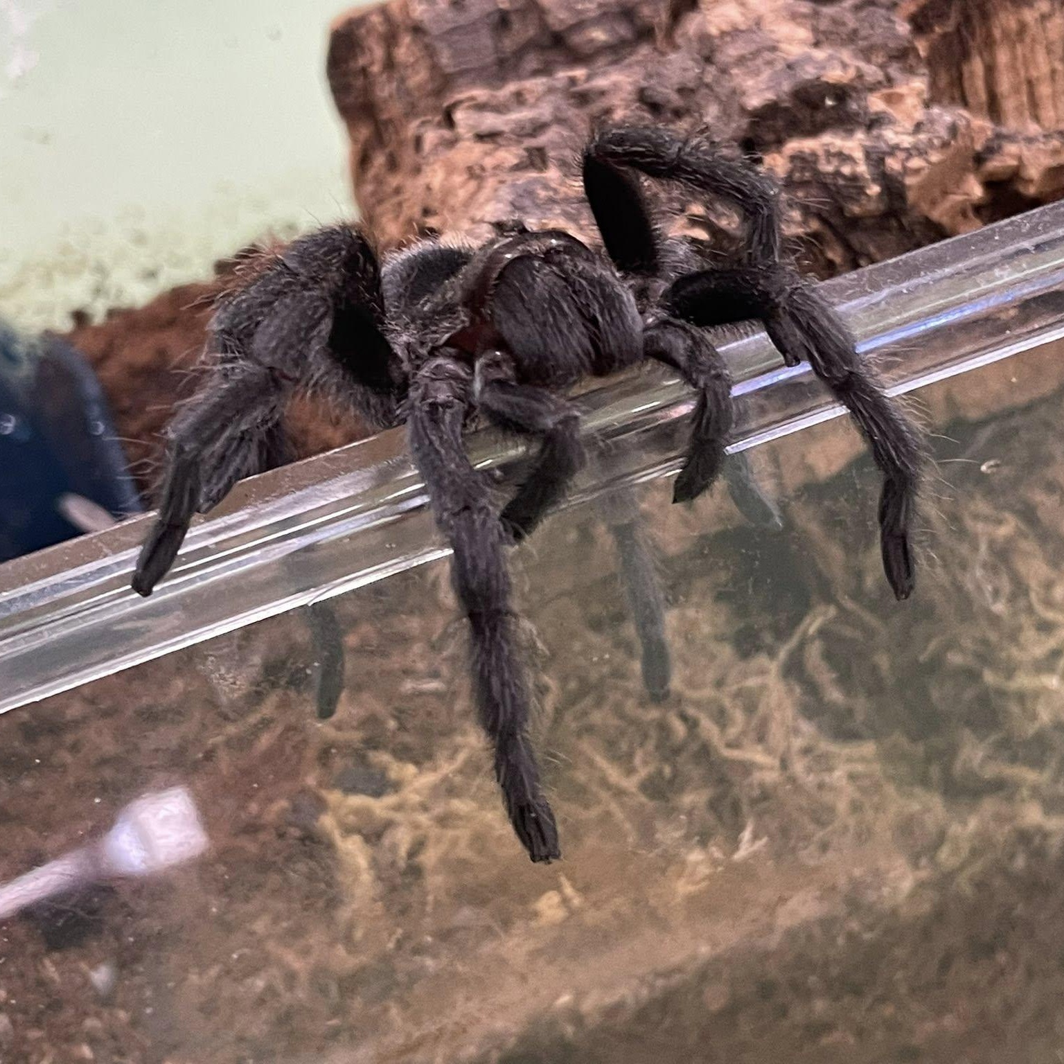 Enlarge Brazilian Black Tarantula, a Adopted Tarantula in Durham, NC image 1/2