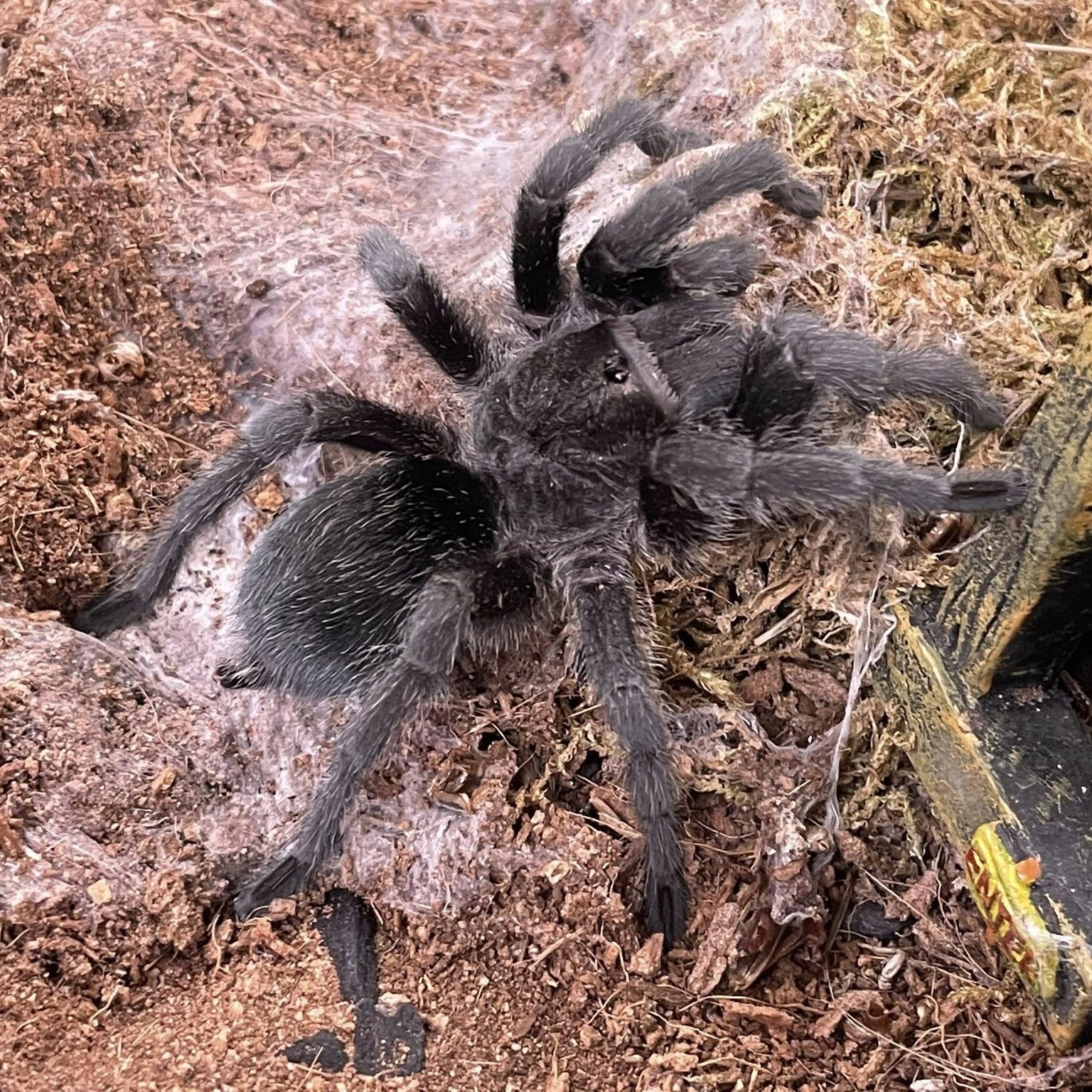Enlarge Brazilian Black Tarantula, a Adopted Tarantula in Durham, NC image 2/2